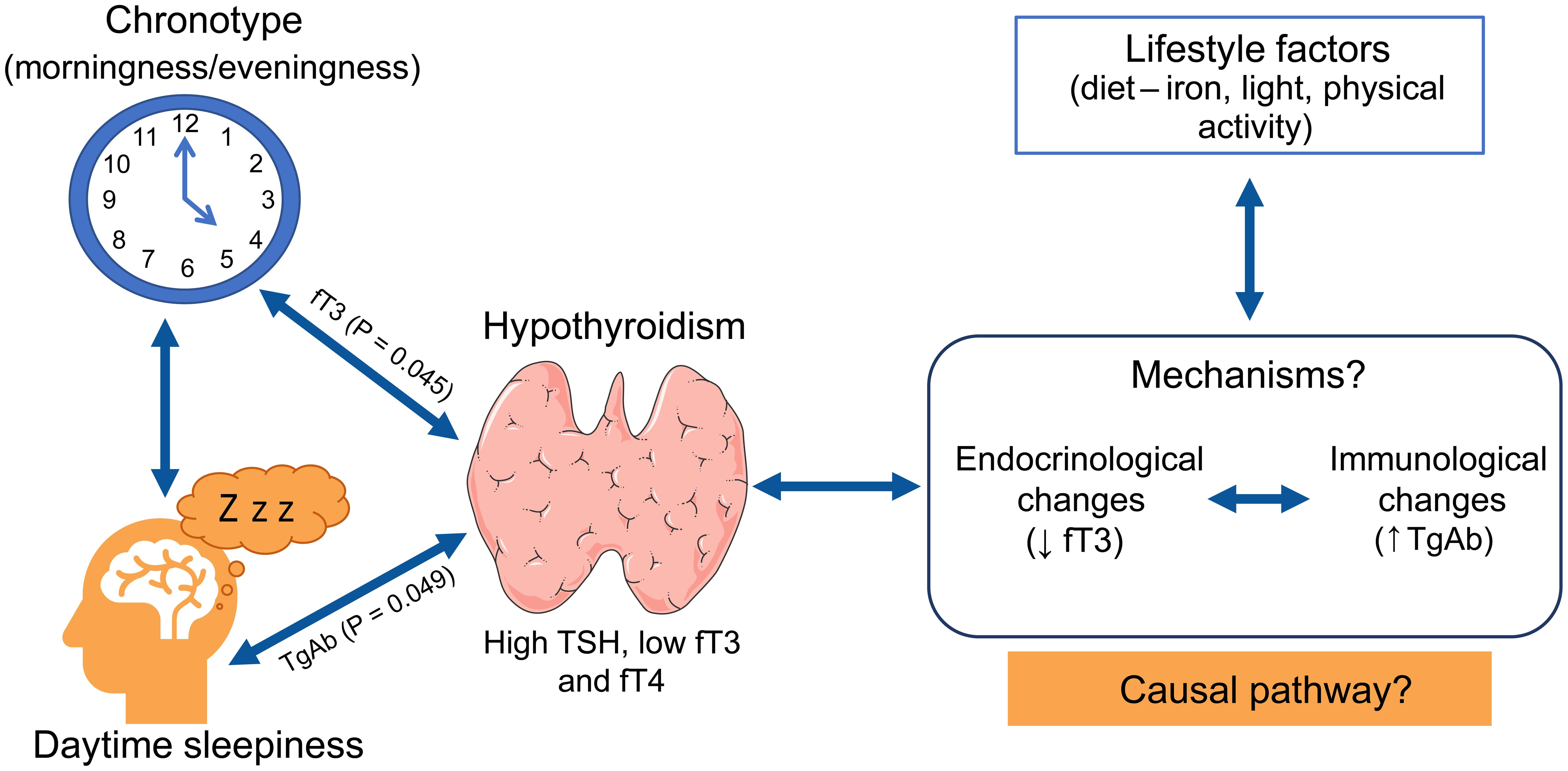Interconnections among thyroid function, chronotype, and daytime sleepiness: potential pathways.