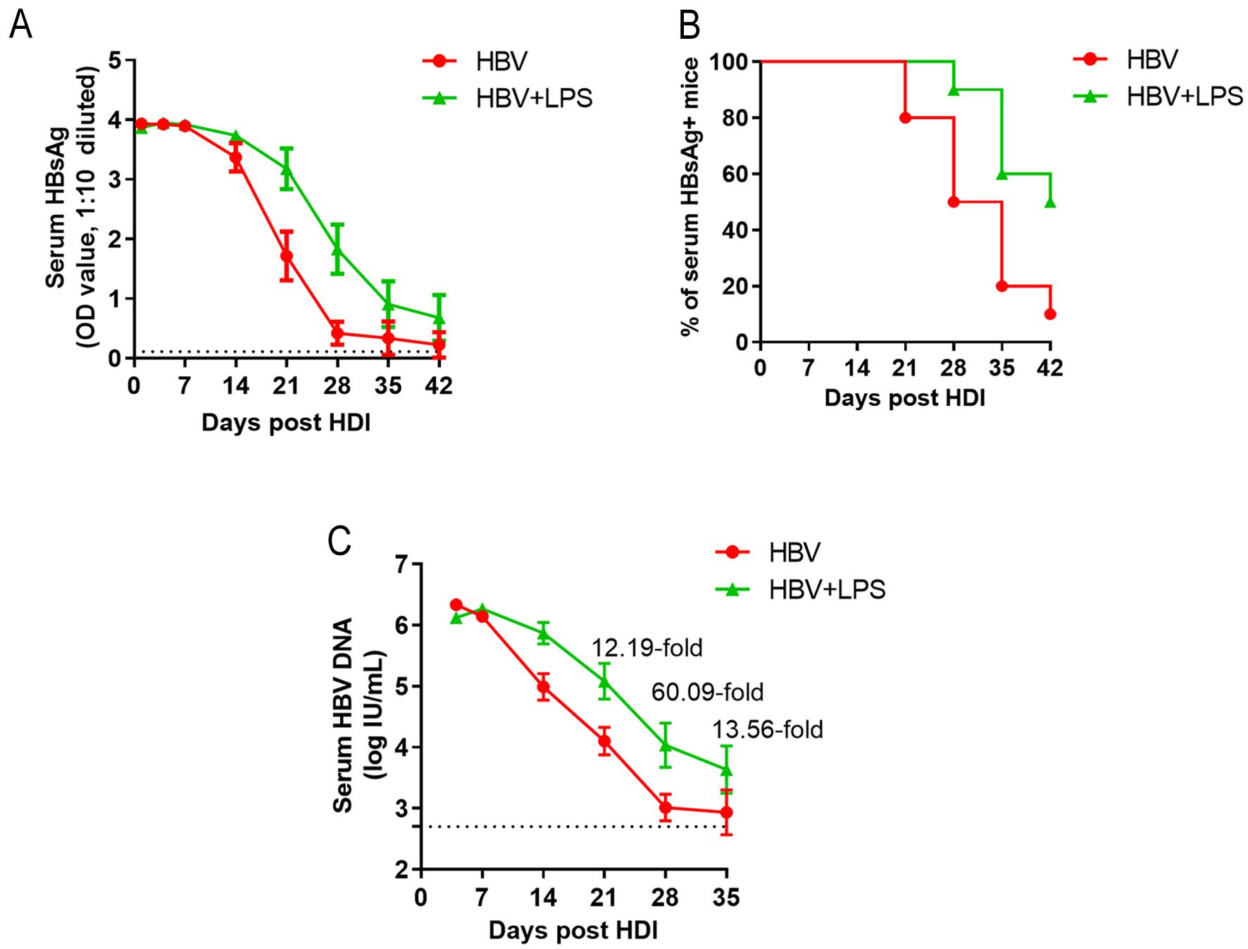 LPS stimulation results in delayed HBV clearance in HBV-replicating mice.