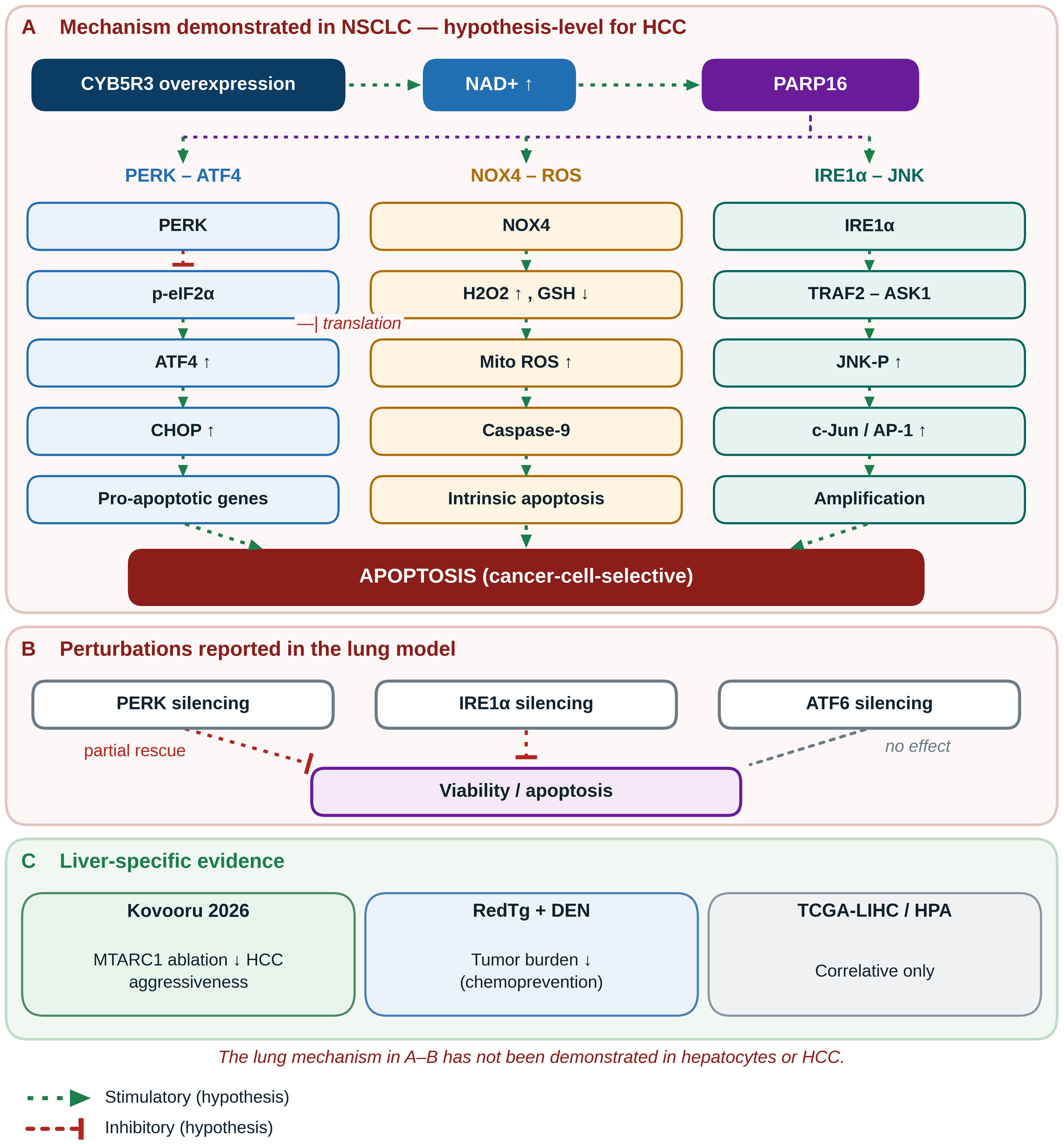 The CYB5R3–PARP16 ER stress–apoptotic program: a lung-derived mechanism and the liver evidence that must replace it.