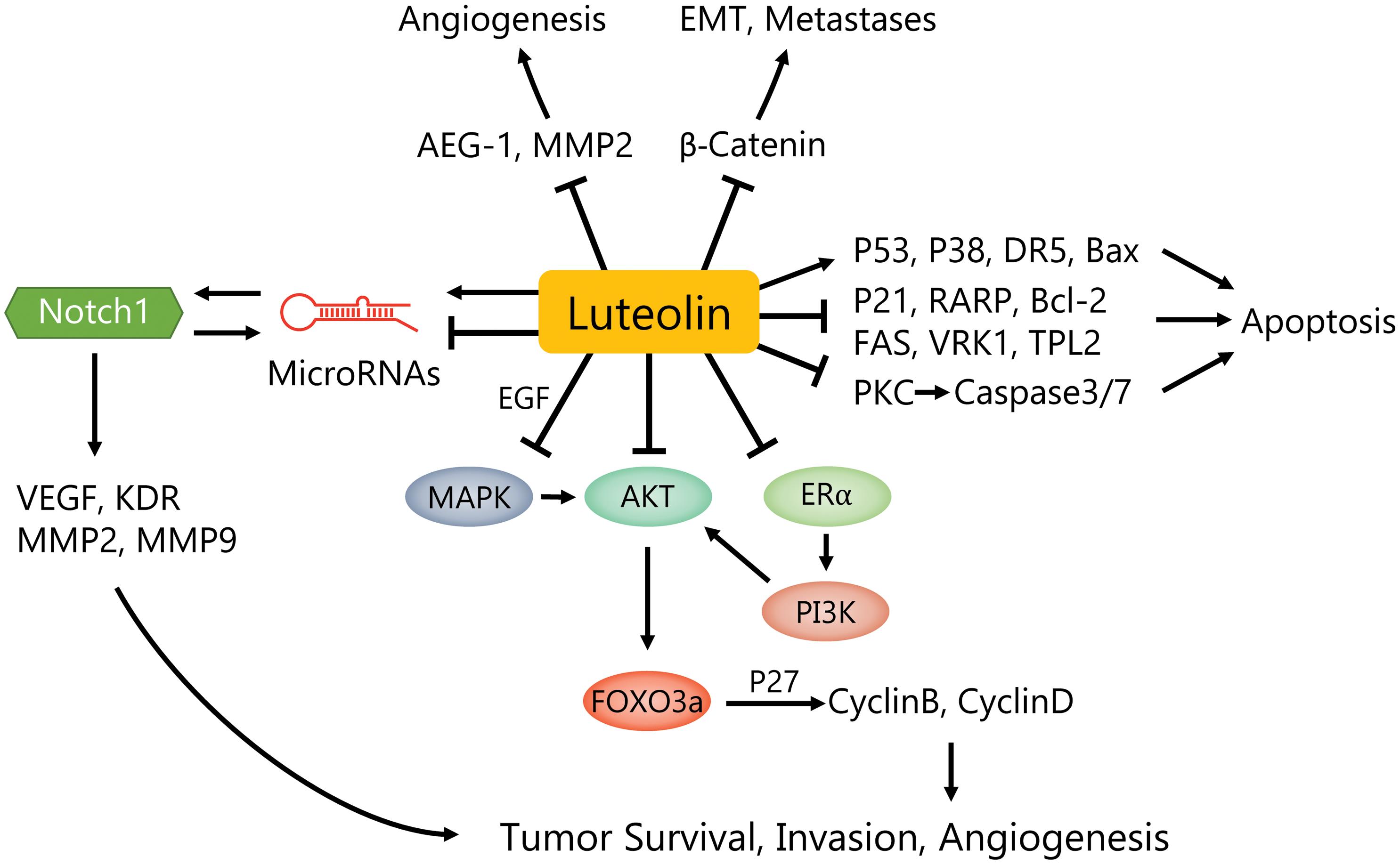 Anti-tumor OF Luteolin Anti-tumor OF Luteolin