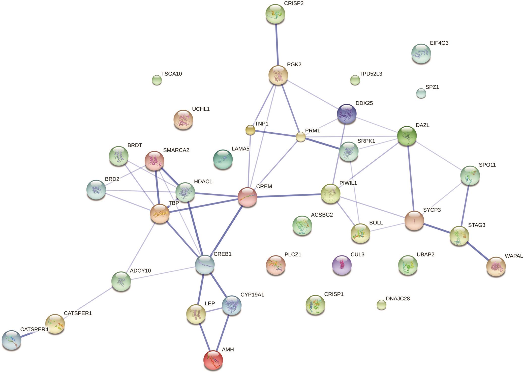 Illustration of interactions between the 38 differentially-expressed genes in patients with hypospermatogenesis (STRING v.10, confidence view).
