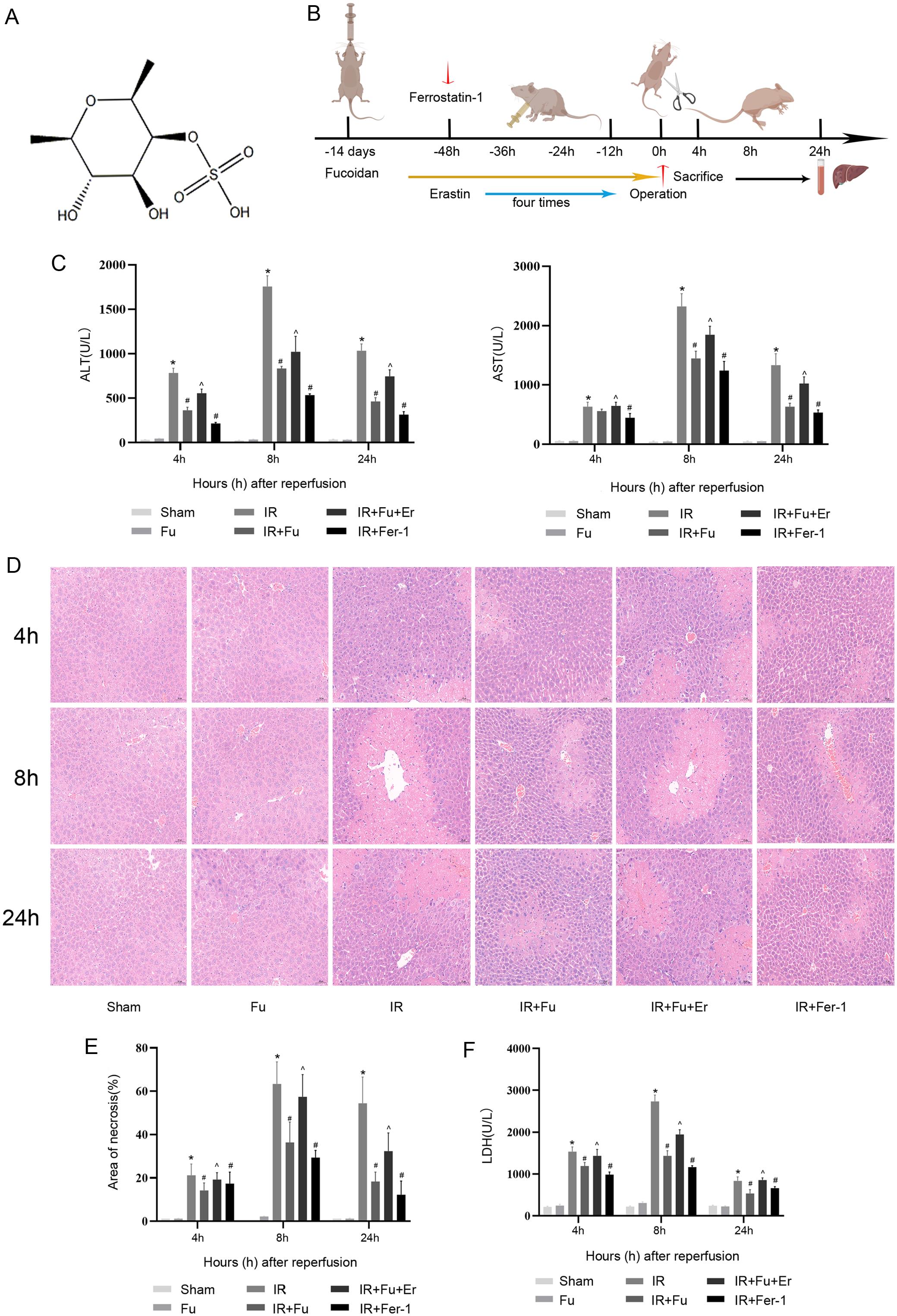 Protective effect of fucoidan on IR-induced liver injury in mice.
