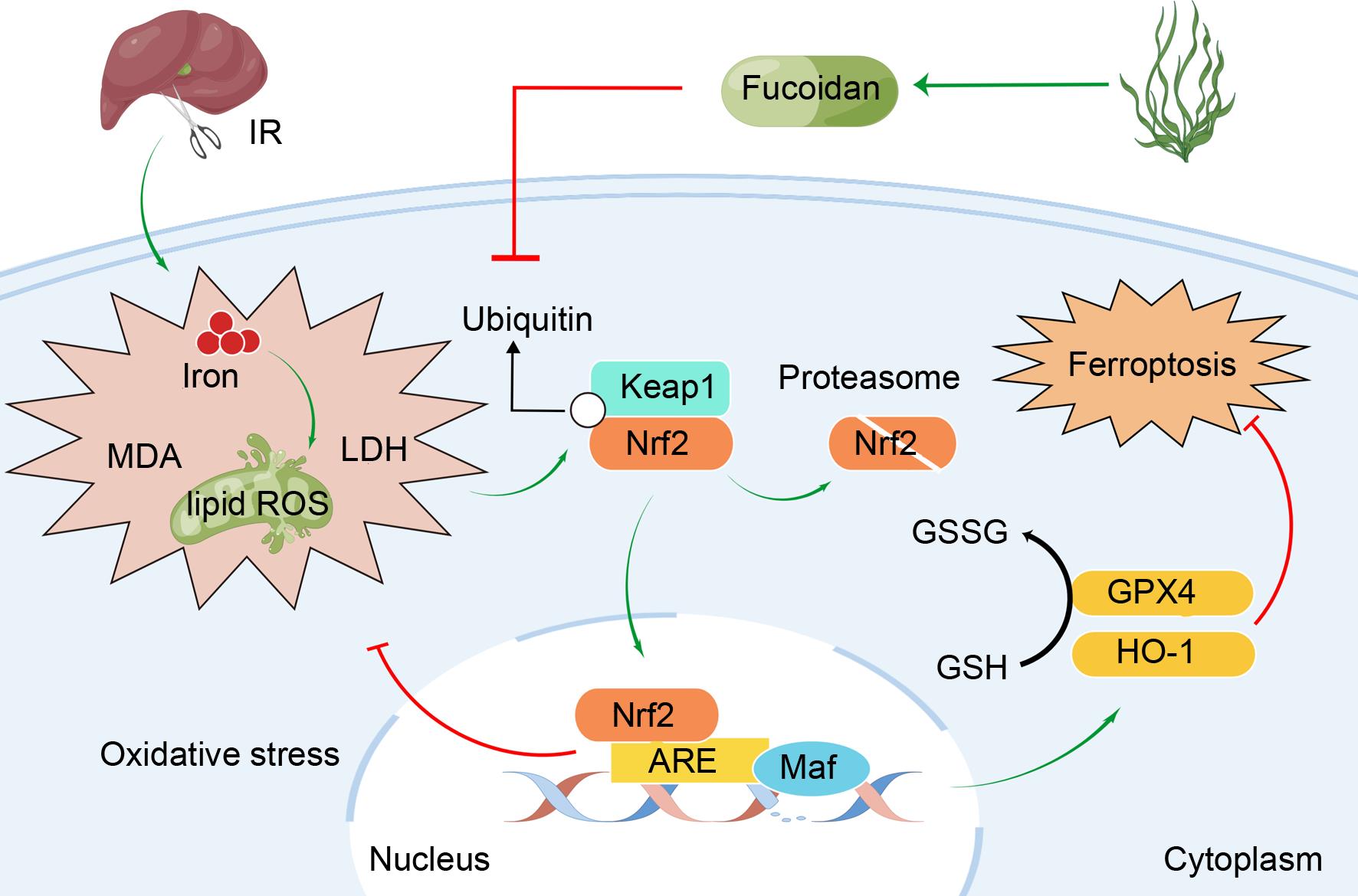 Mechanism of fucoidan action on ferroptosis via the Nrf2/HO-1/GPX4 axis.