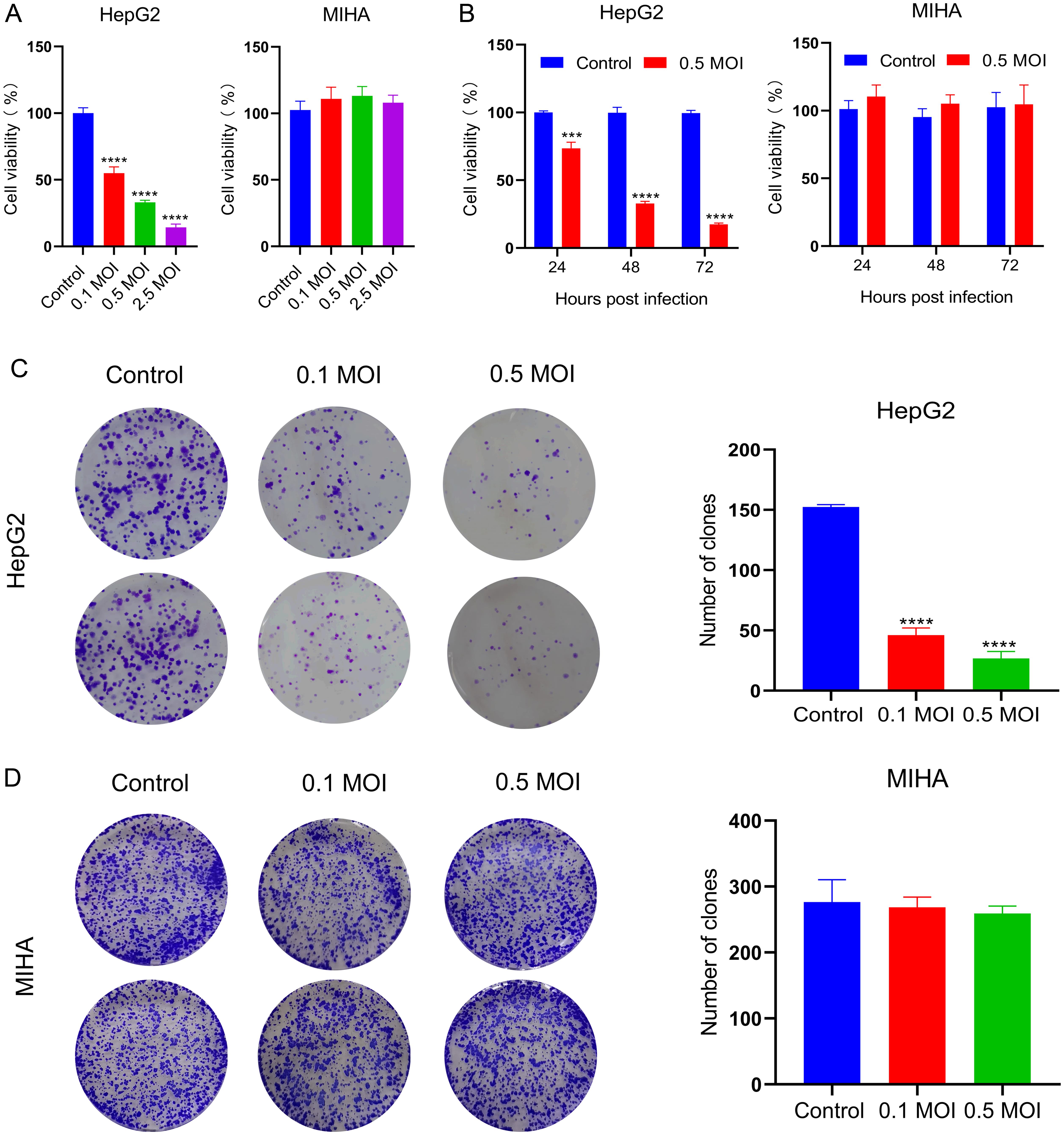 Senecavirus A (SVA) inhibits the proliferation of HepG2 cells <italic>in vitro</italic>.