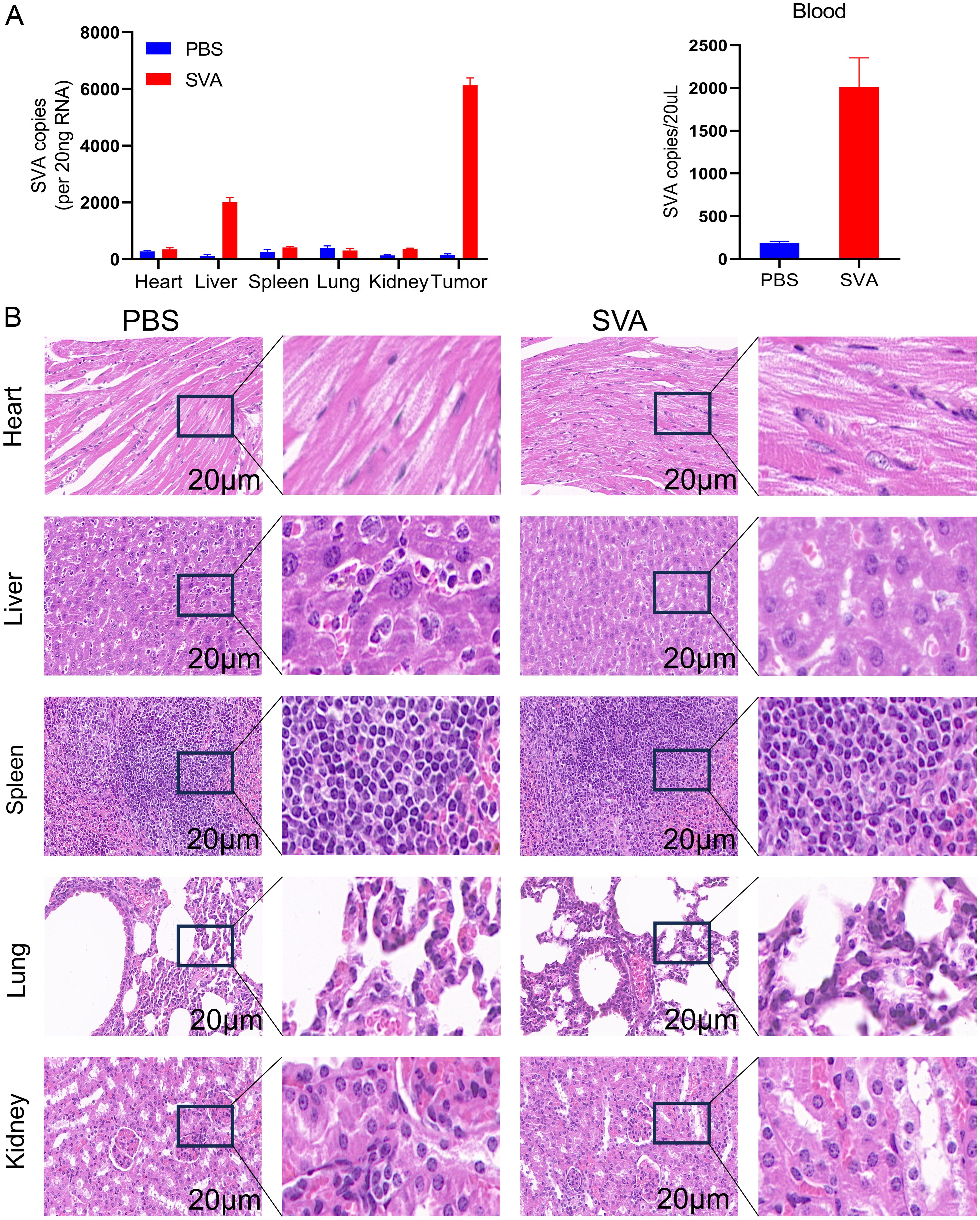 Toxicity analysis of Senecavirus A (SVA) in mice.
