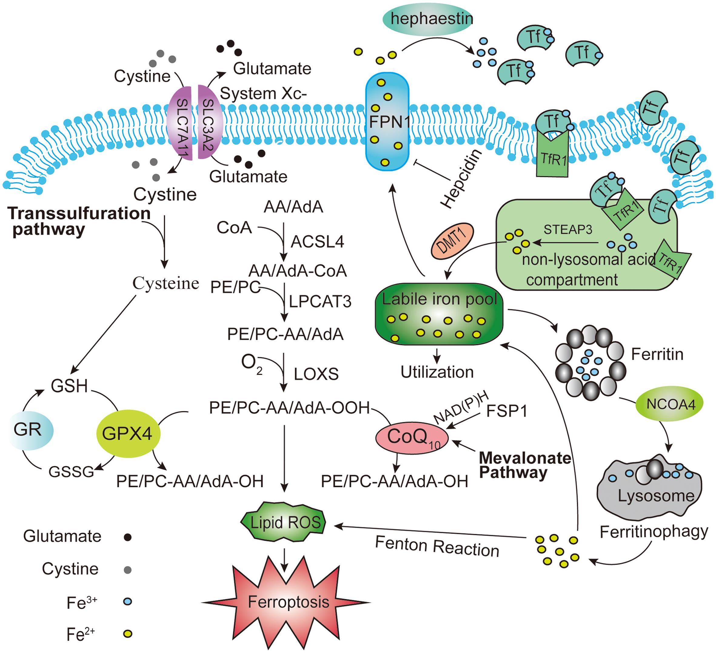 Ferroptosis signaling pathways.