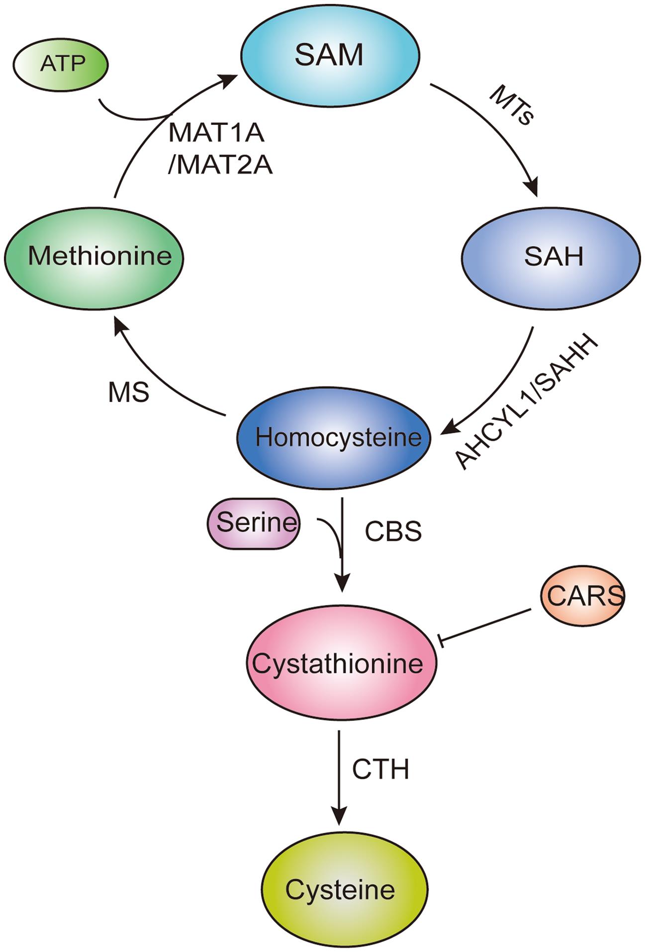 Transsulfuration pathway.