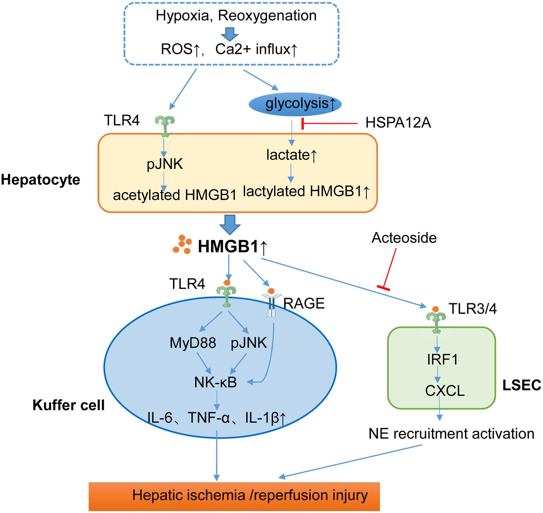 The mechanism of HMGB1 release and its pathological impact in HIRI.