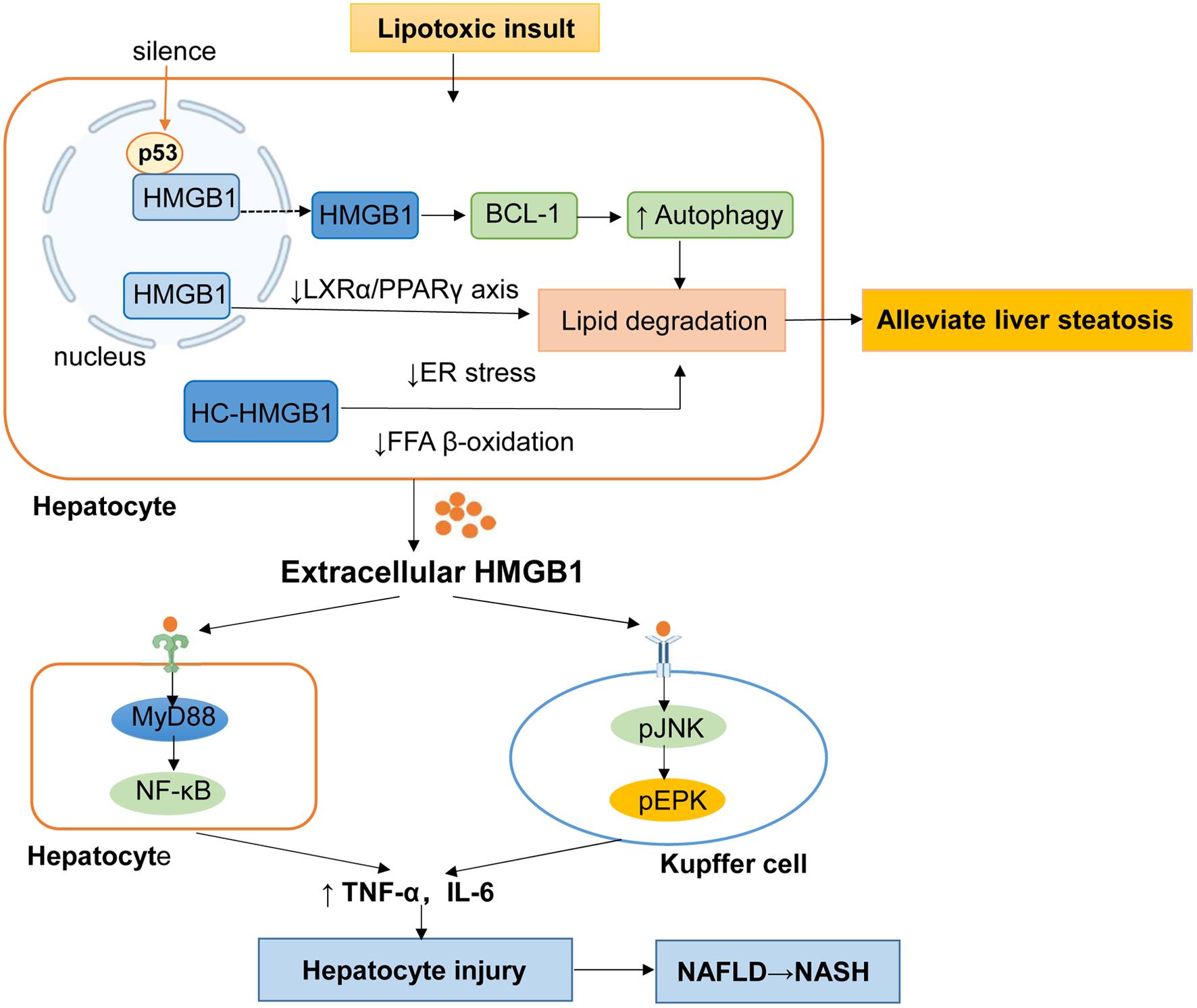 Roles of nuclear and extracellular HMGB1 in the pathogenesis of NAFLD.