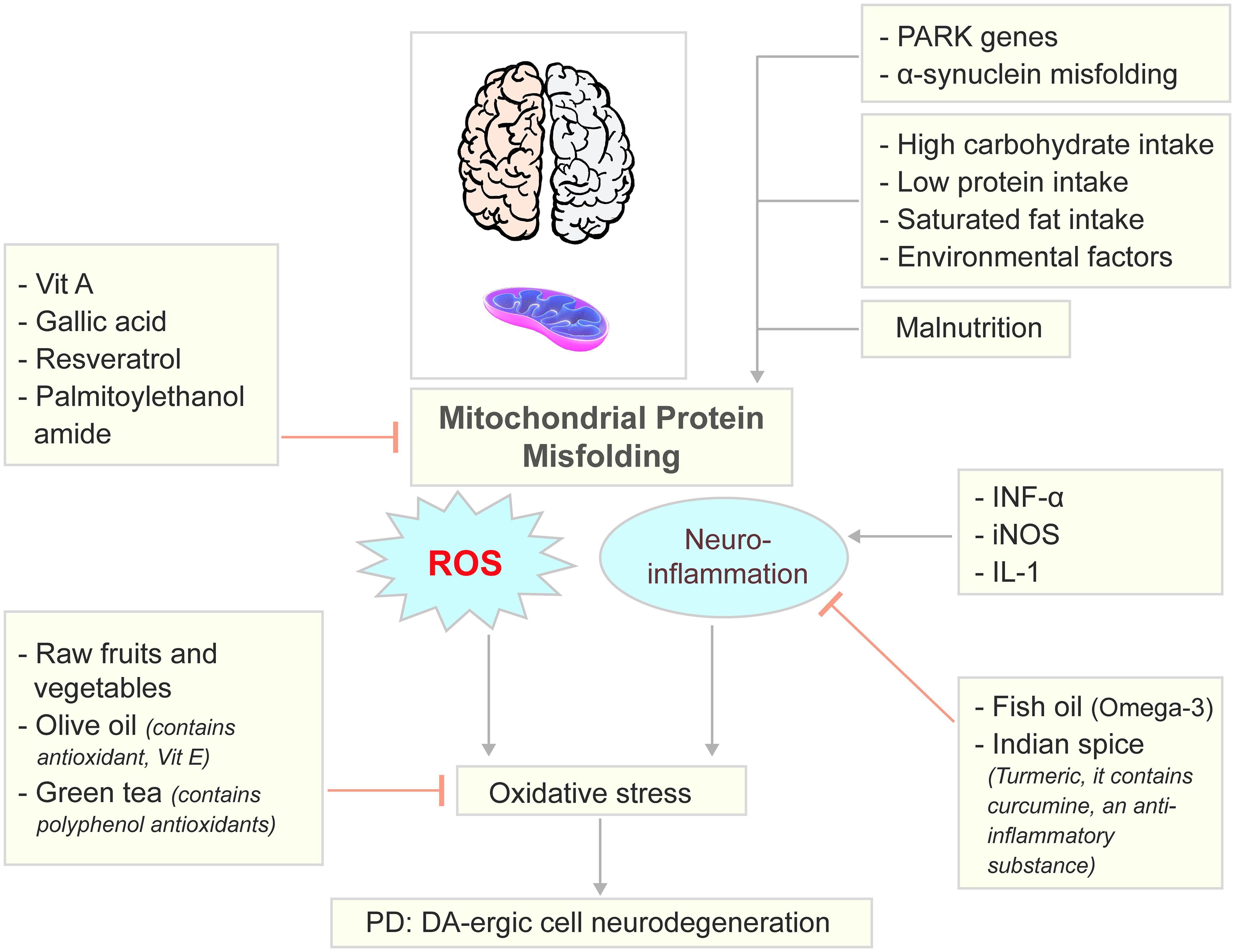 Effect of food constituents on Parkinson’s disease. Effect of food constituents on Parkinson’s disease.