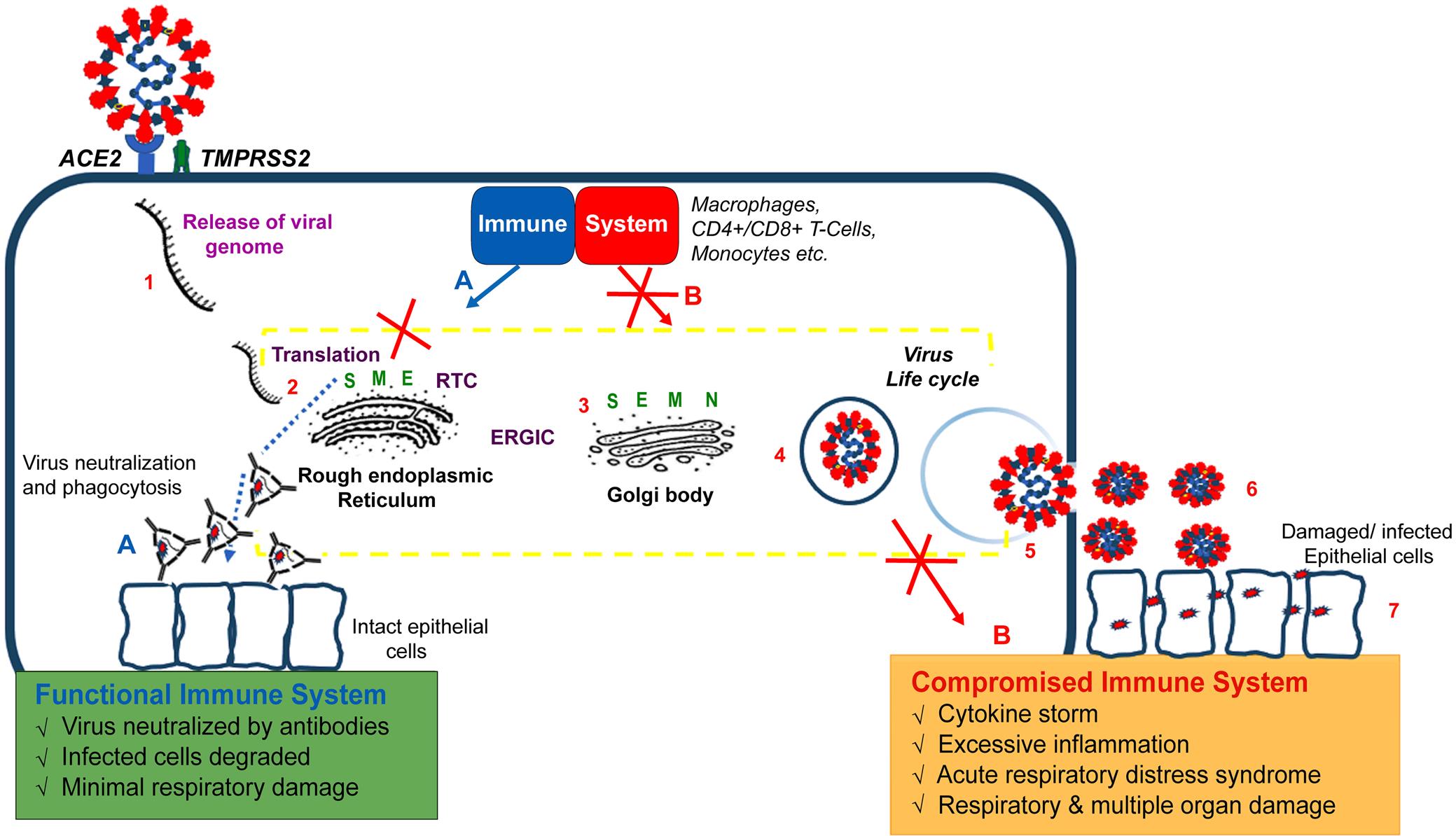 Life cycle and host immune response to SARS-CoVs.