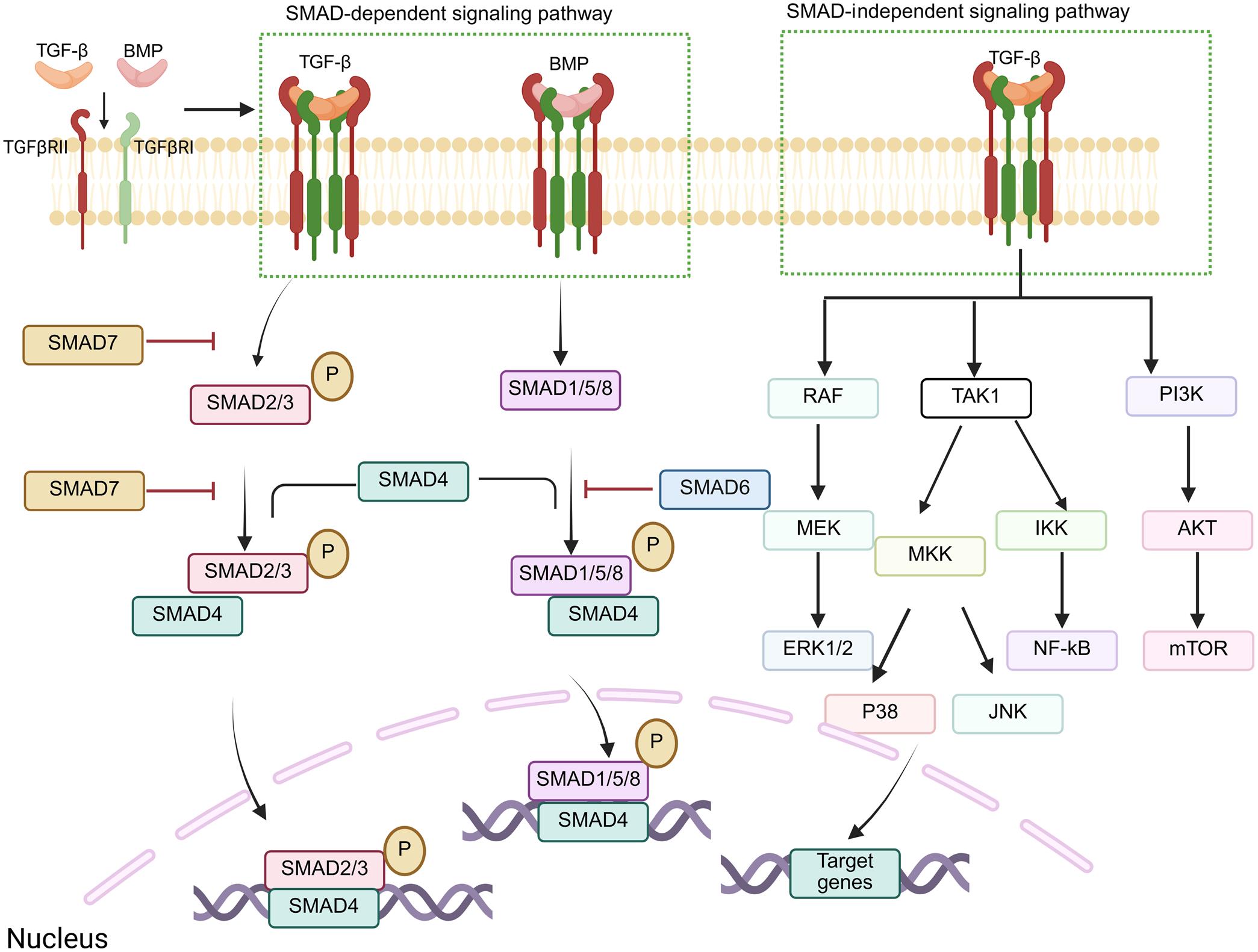 TGF-β signaling pathway in hepatic fibrosis.