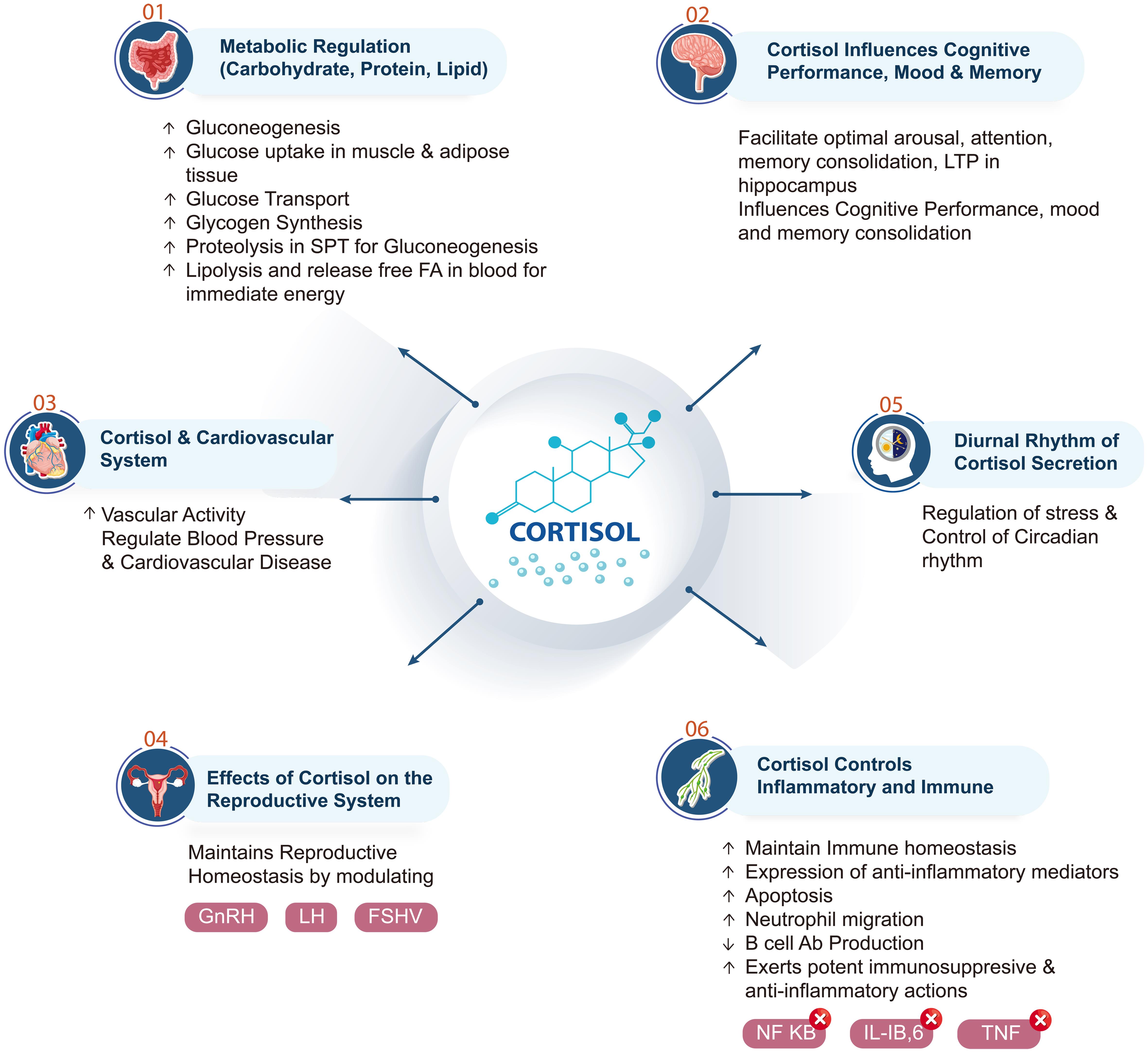 Multifaceted physiological actions of cortisol across major organ systems.