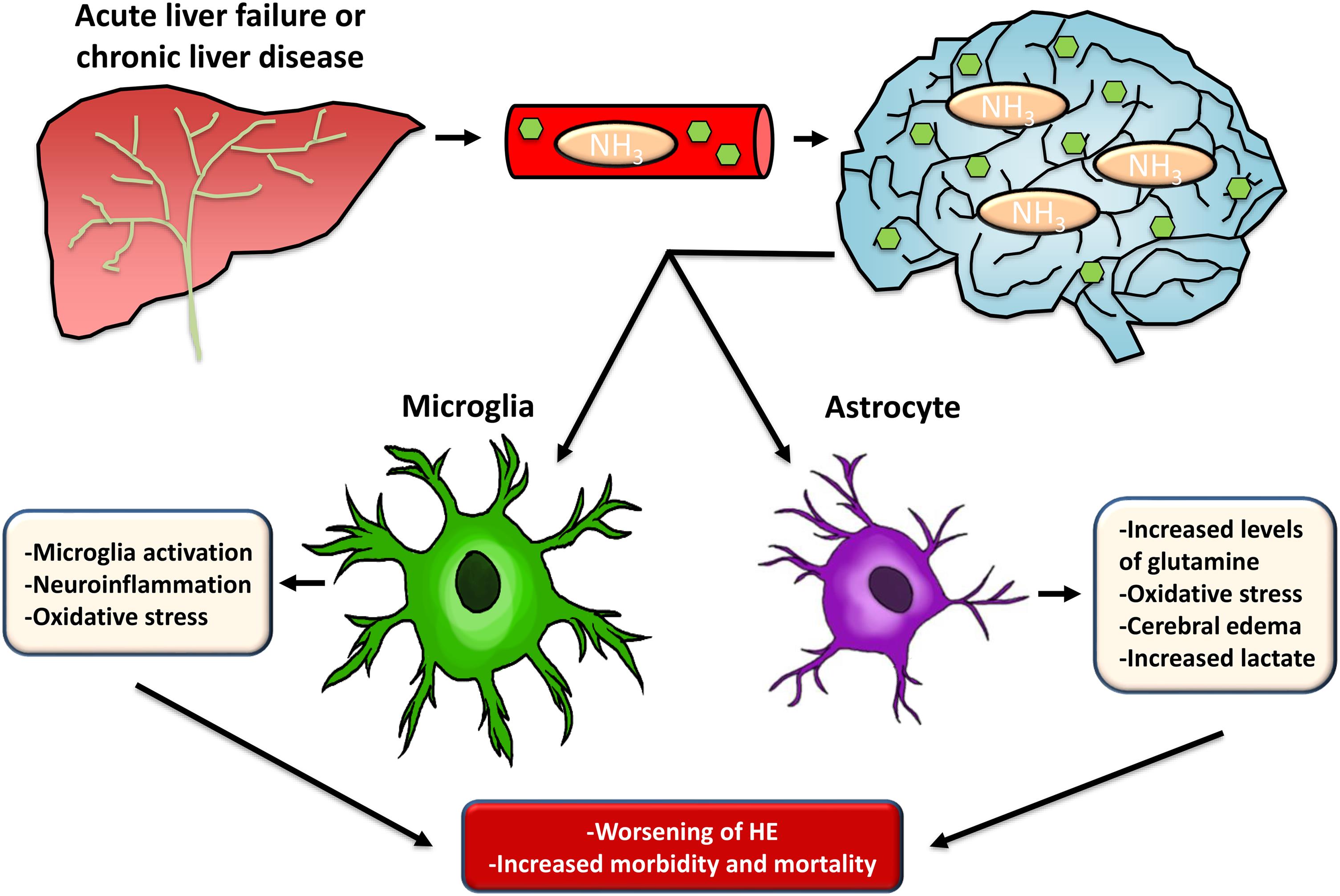 Summary of the involvement of microglia and astrocytes in HE pathology.