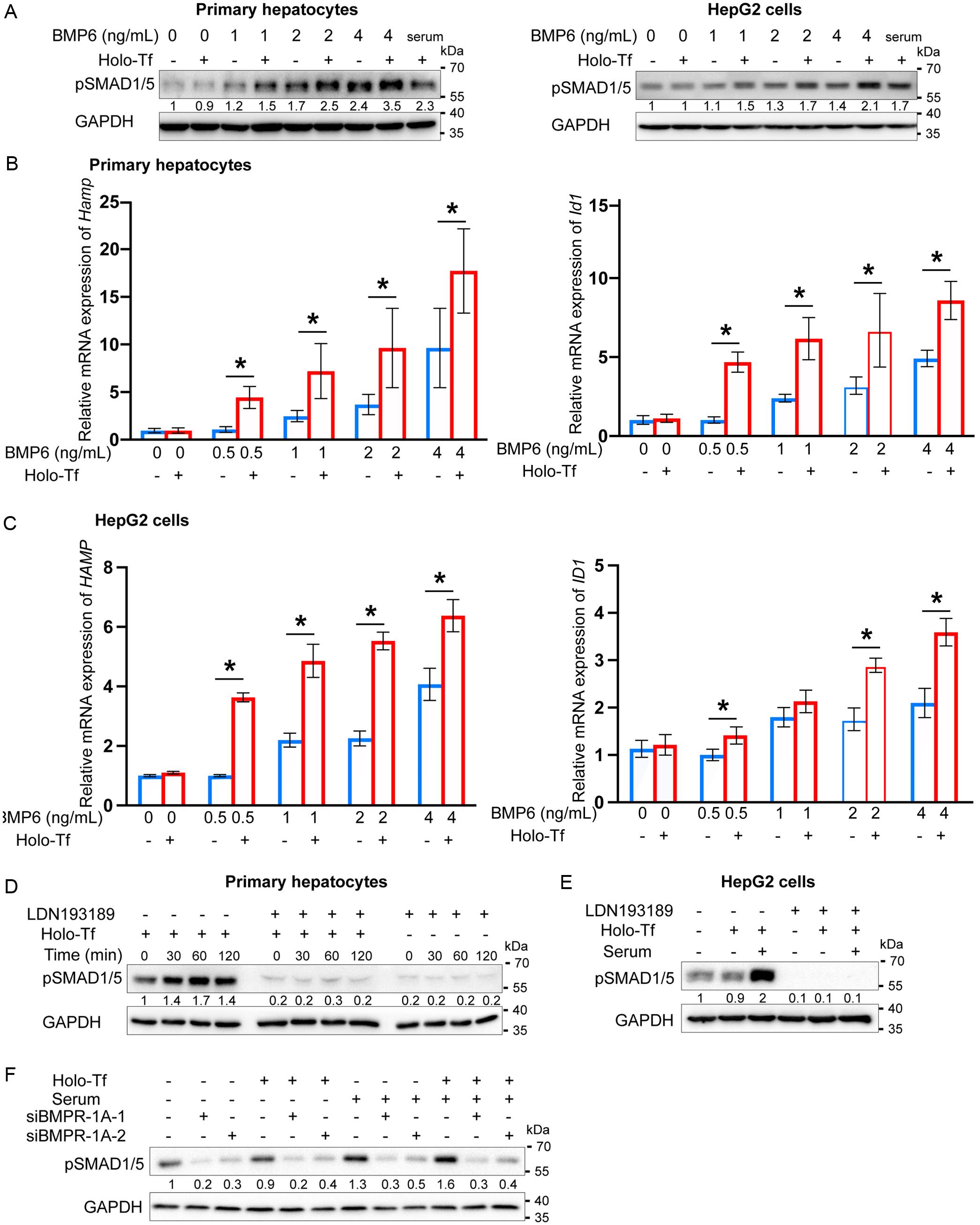Effects of holo-transferrin (Holo-Tf) on the sensitivity and responsiveness of hepatocytes to BMP6.