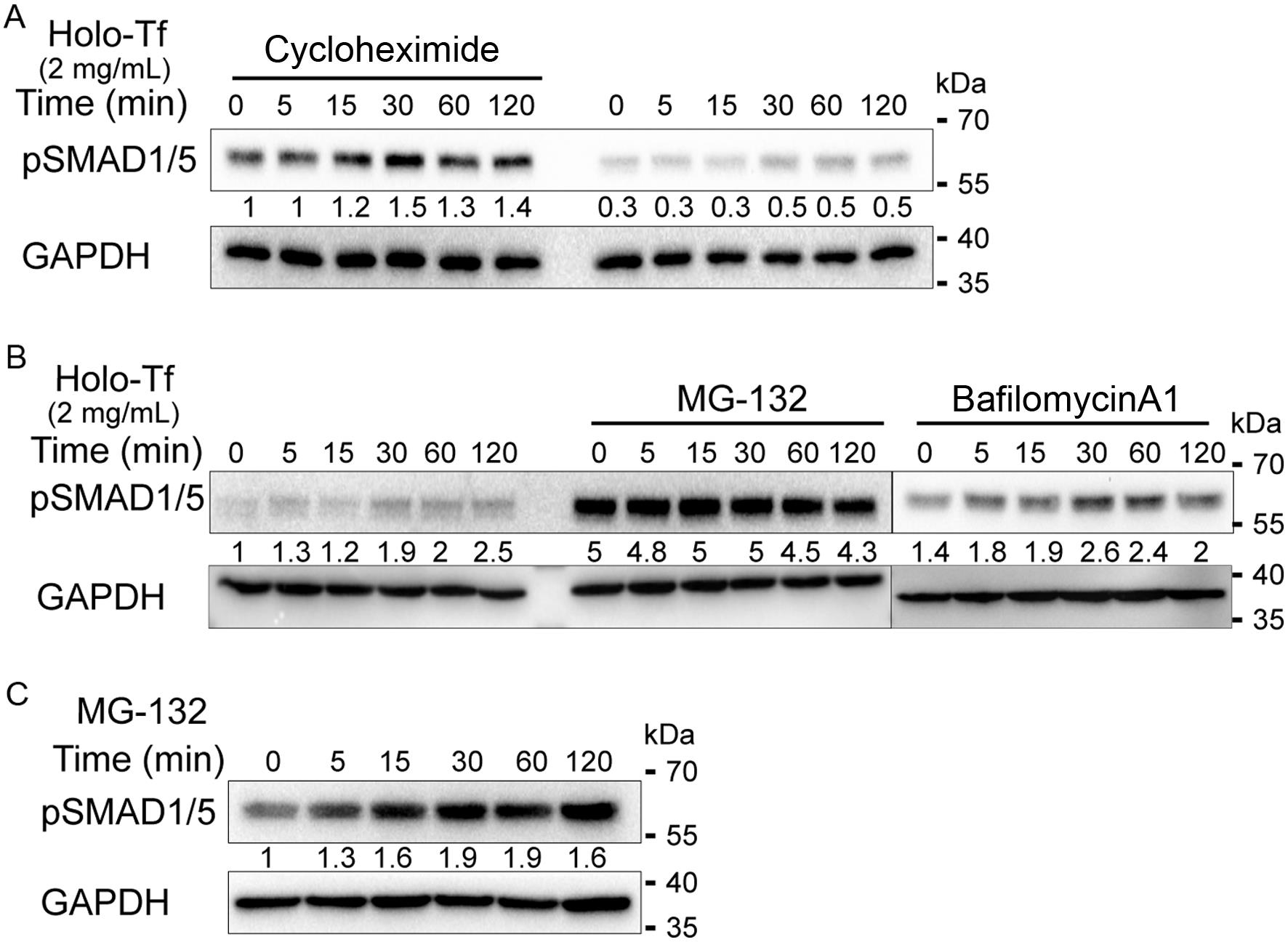 The ubiquitin-proteasome degradation pathway and SMAD1/5 activation by Holo-Tf.