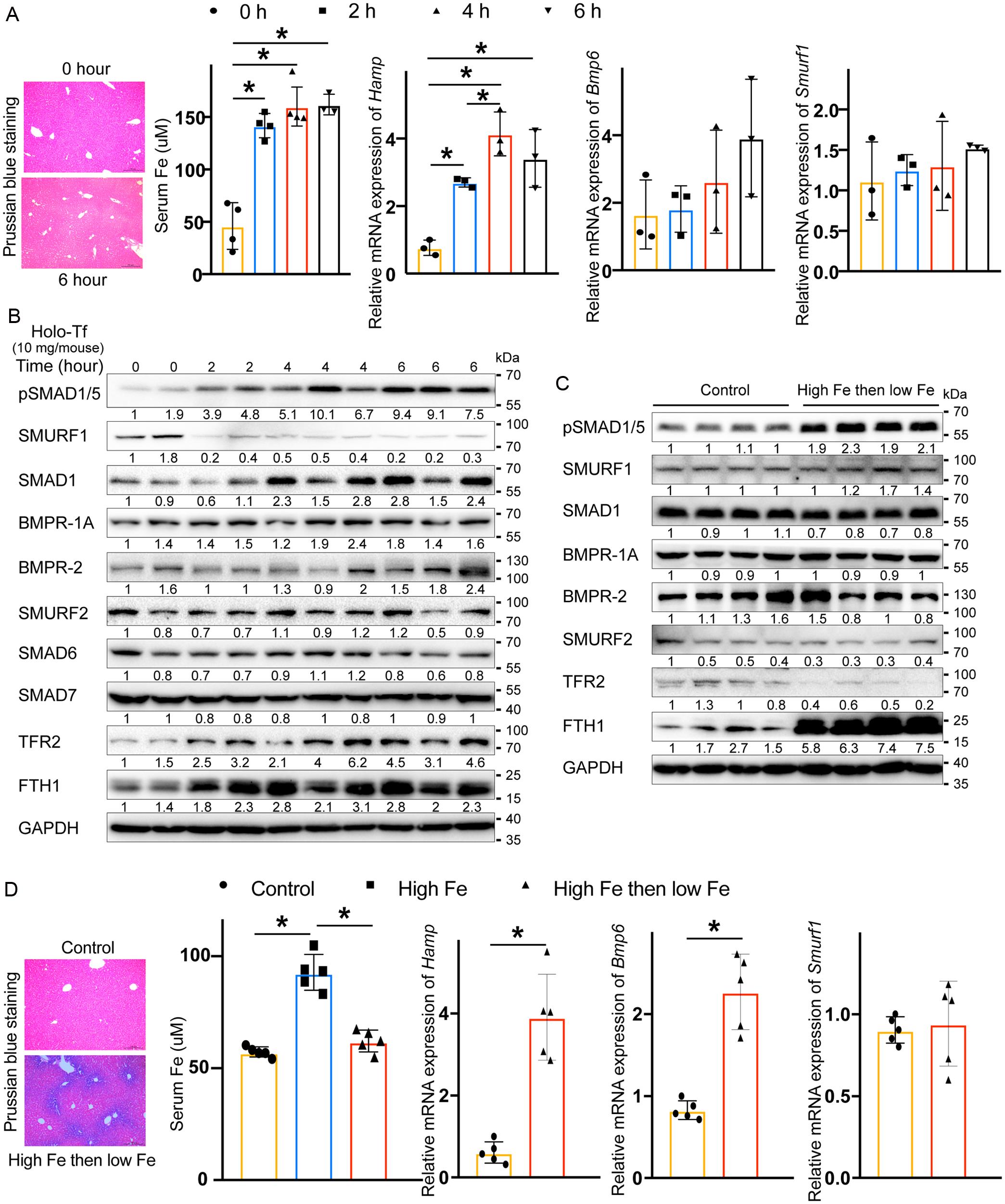 Effects of SMURF1 on serum iron overload and the BMP/SMAD pathway <italic>in vivo</italic>.