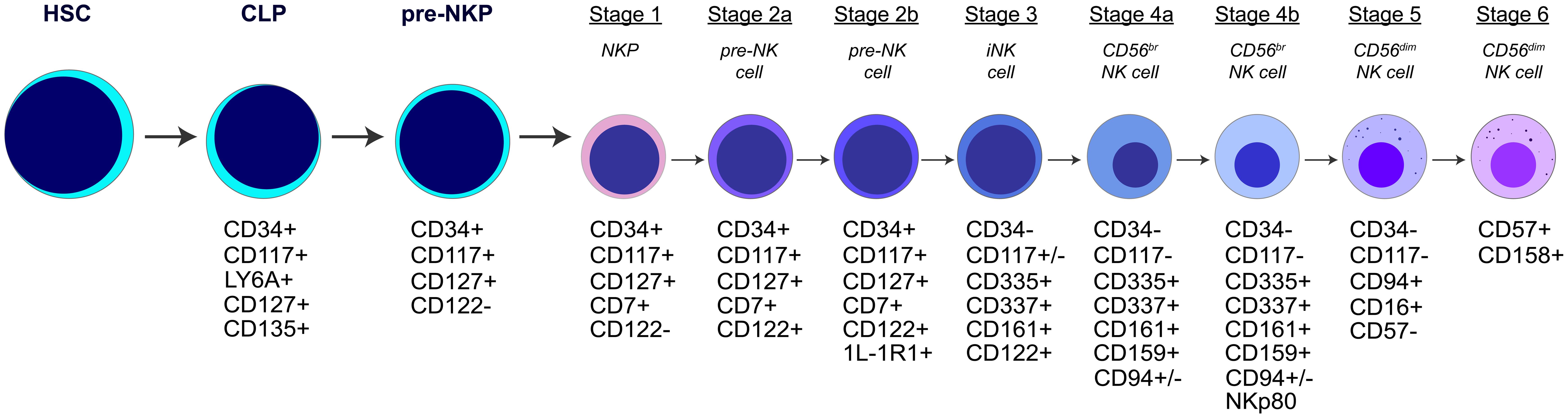 Schematic diagram of NK cell development from the hematopoietic stem cell (HSC) to the terminal stage 6.