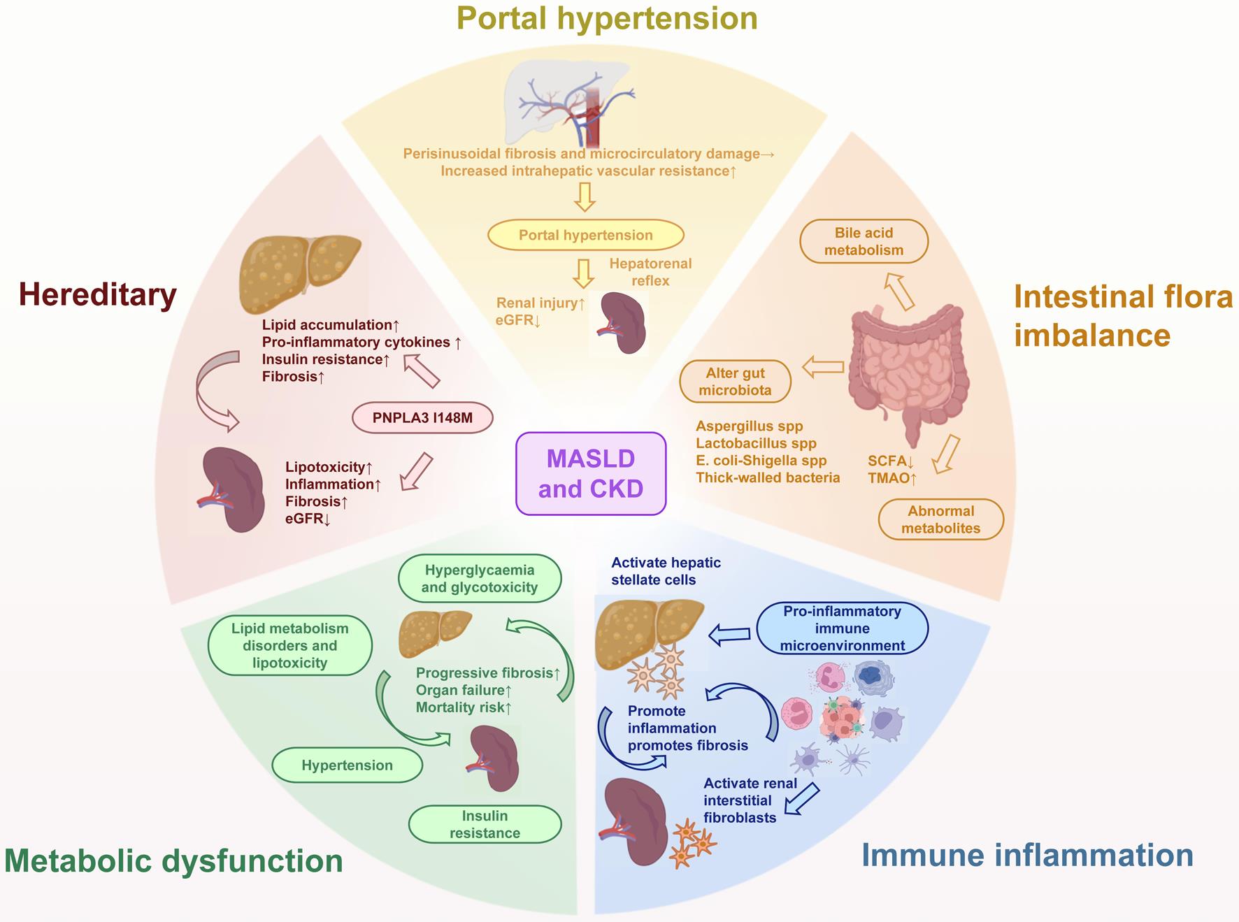 Common pathophysiological mechanisms in MASLD and CKD.