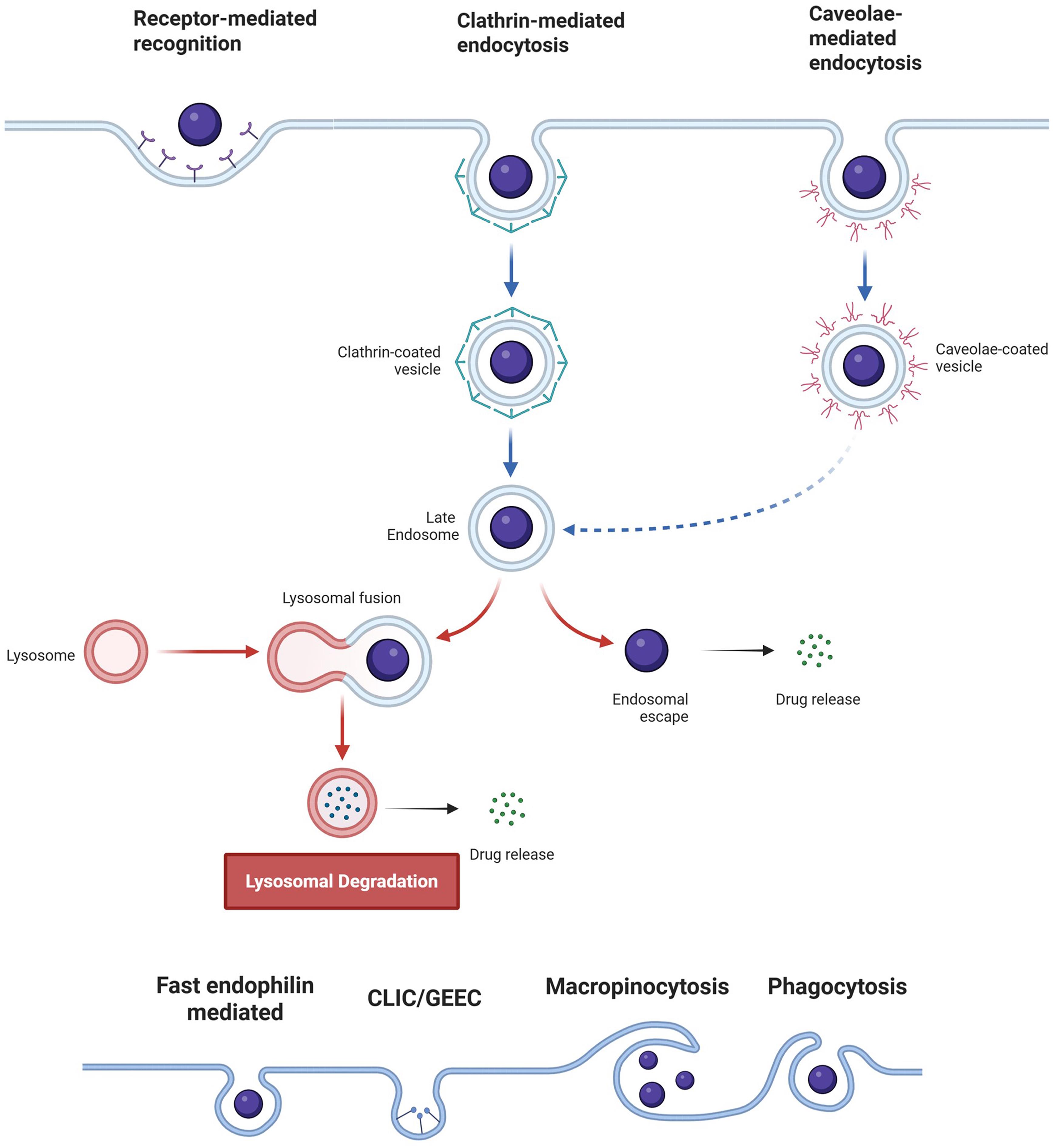 Nanoparticles endocytosis – In receptor-mediated endocytosis NPs ligands are recognized by cell receptors activating the endocytic pathway, what occurs for clathrin, caveolin, fast endophilin mediated endocytosis, CLIC/GEEC and phagocytosis, while macropinocytosis is not initiated by the binding of specific cargo molecules to receptors on the cell surface.