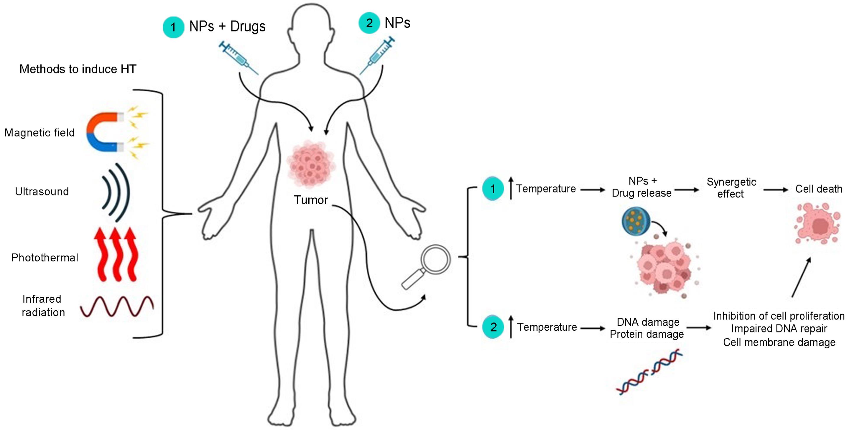 Overview of viral nanoparticle-based drug delivery and magnetic hyperthermia.