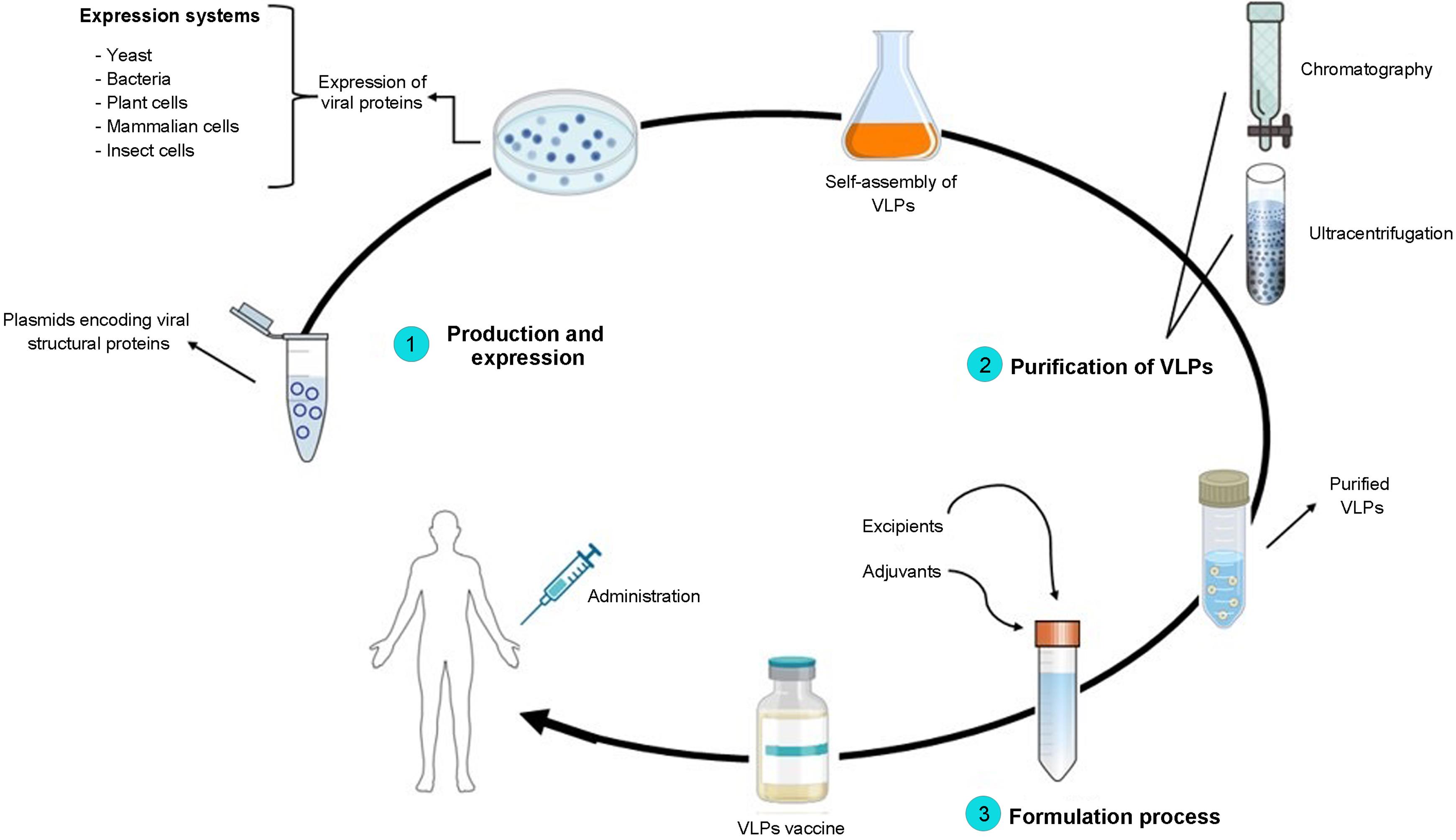 Steps of virus-like particles (VLPs) production.
