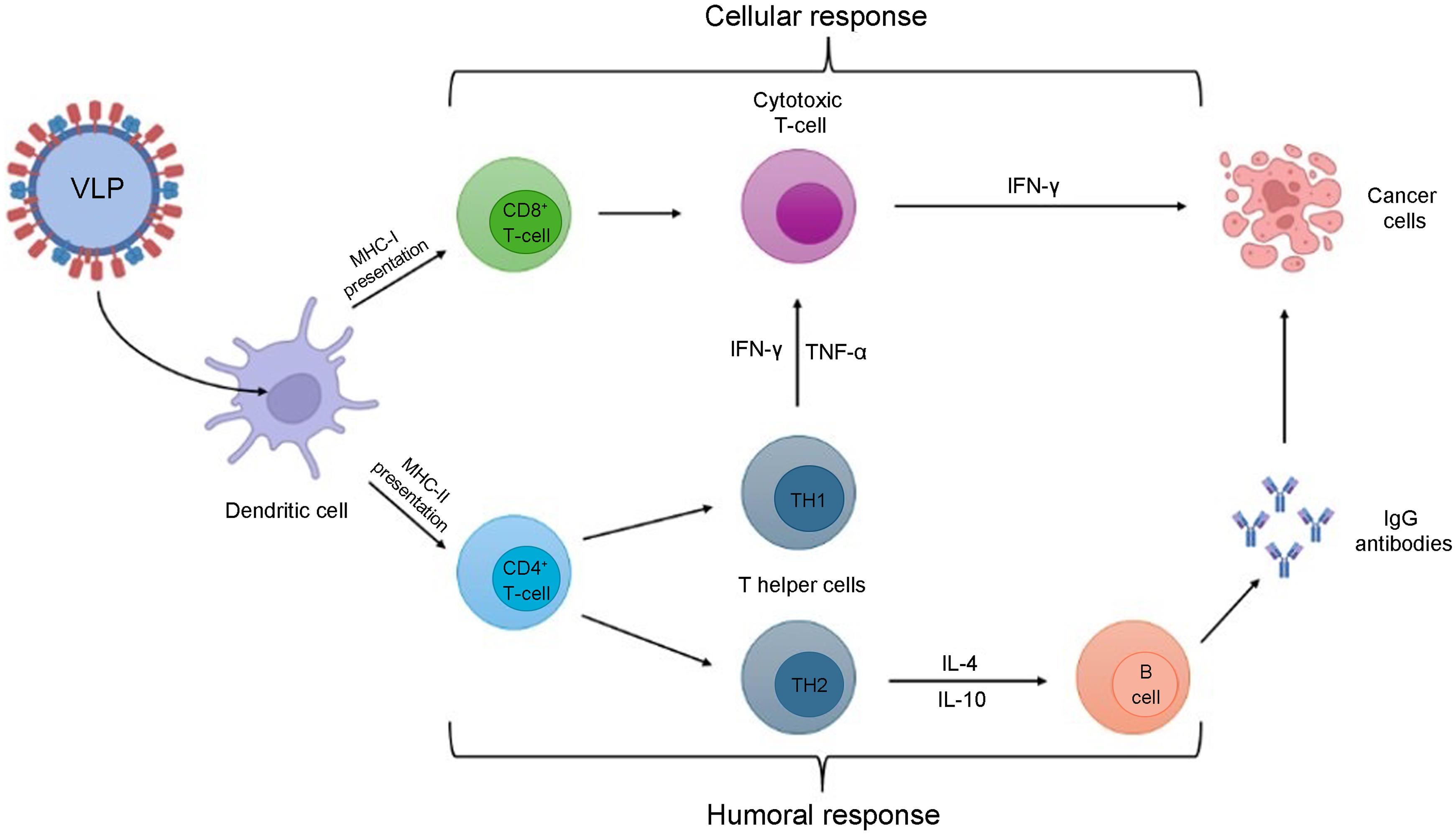 VLPs-inducing immunity.