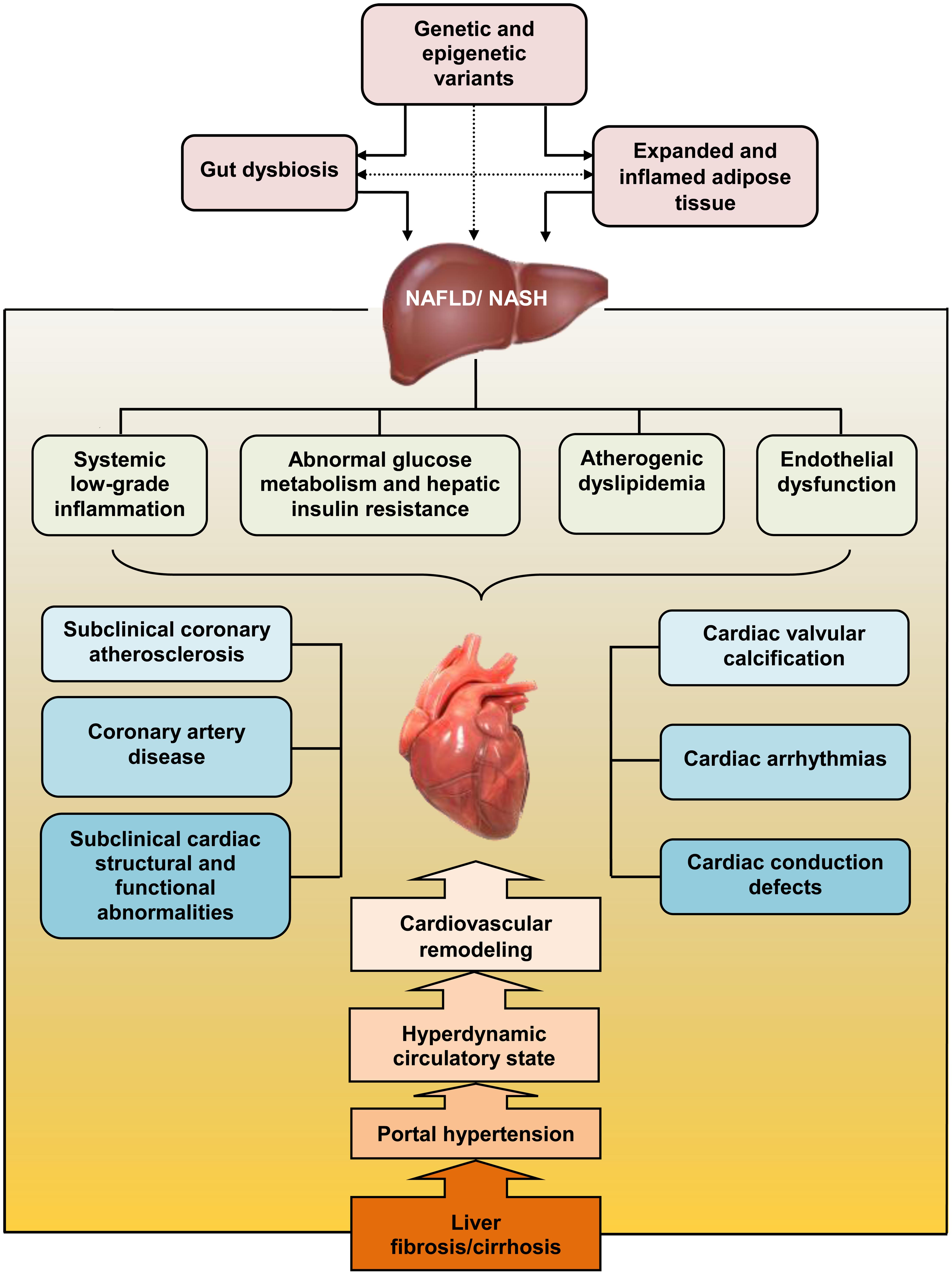 Potential pathophysiological mechanisms of cardiovascular disorders in non-alcoholic fatty liver disease.