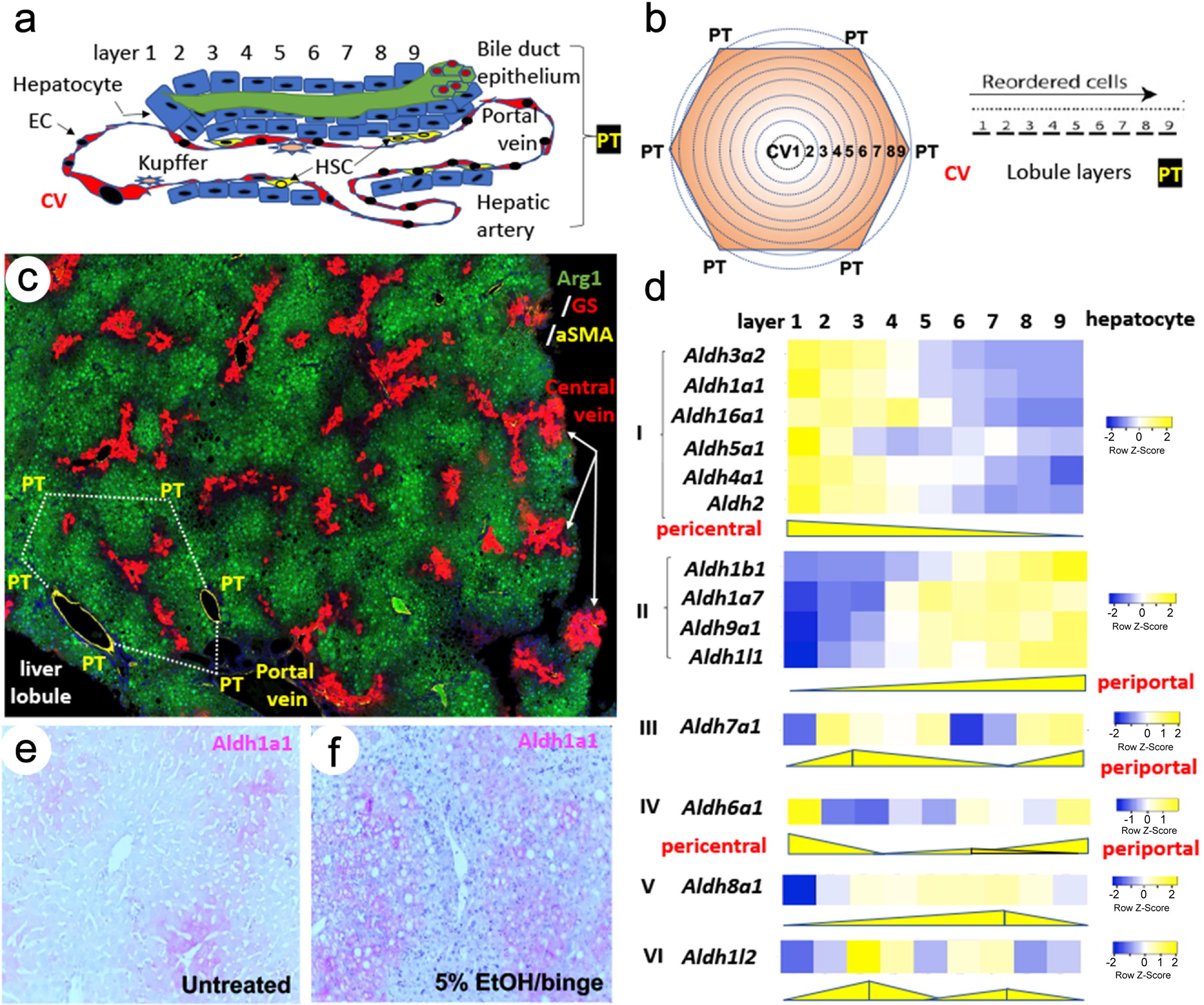 Expression patterns of <italic>Aldhs</italic> in liver zonation.