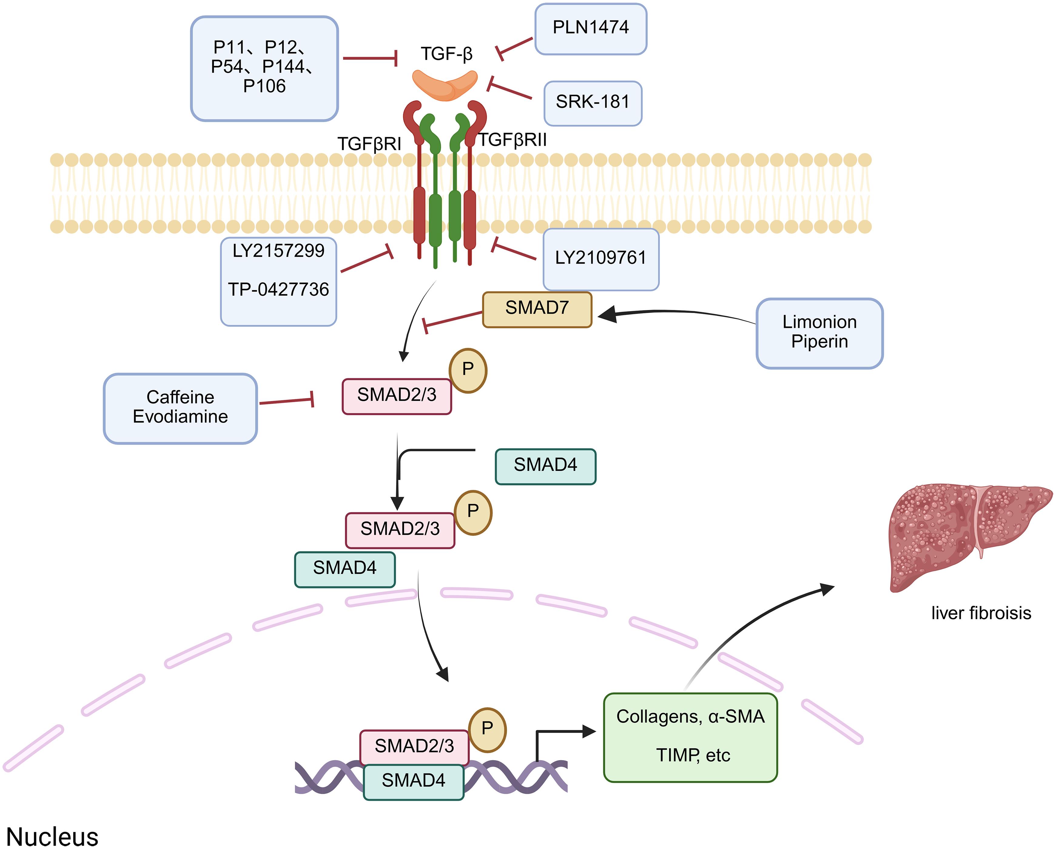 Therapeutic approaches to inhibit TGF-β/SMAD-induced liver fibrosis.