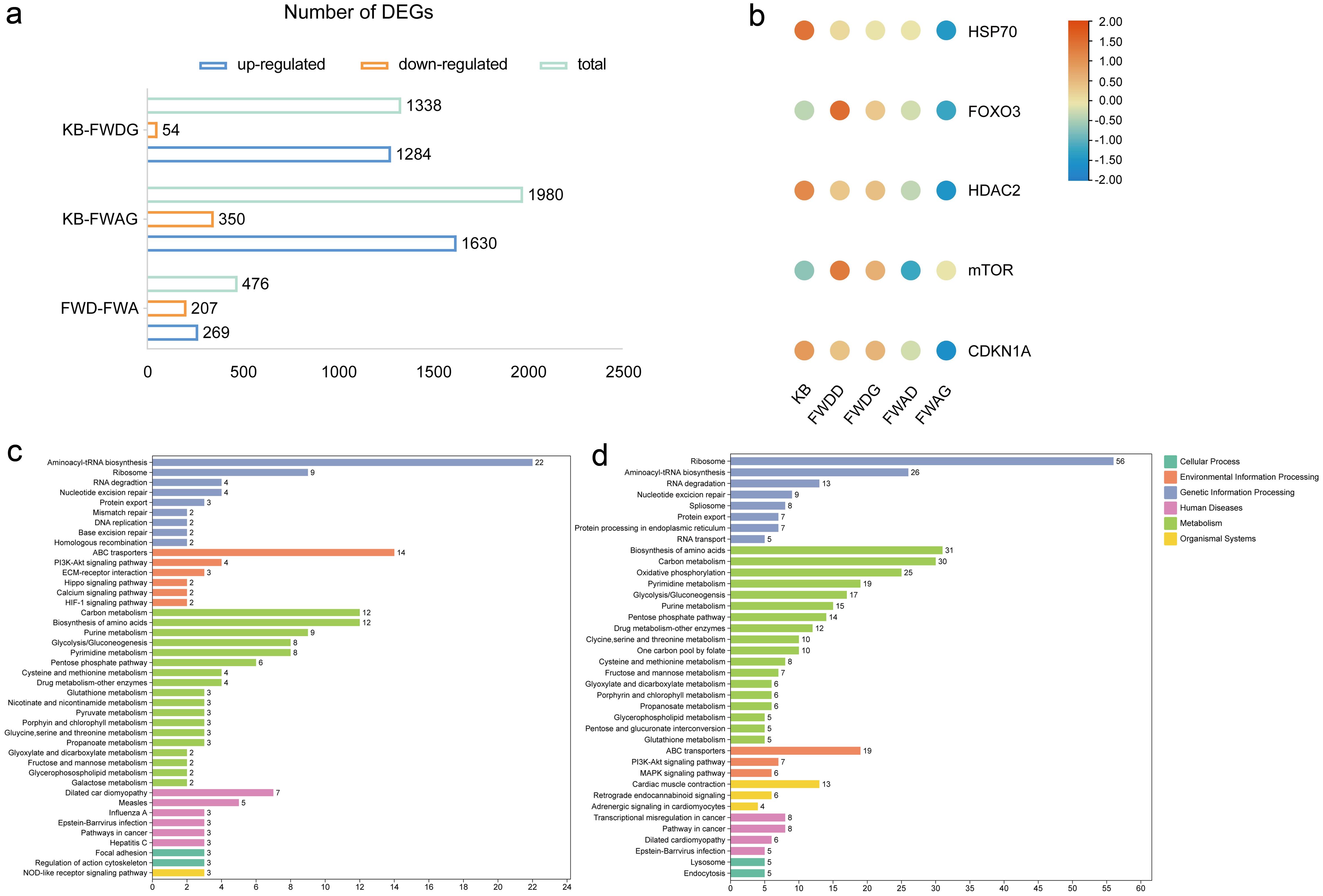 Transcriptomic assay and bioinformatics analysis of cardiac hypertrophy cells by FWD and FWA.