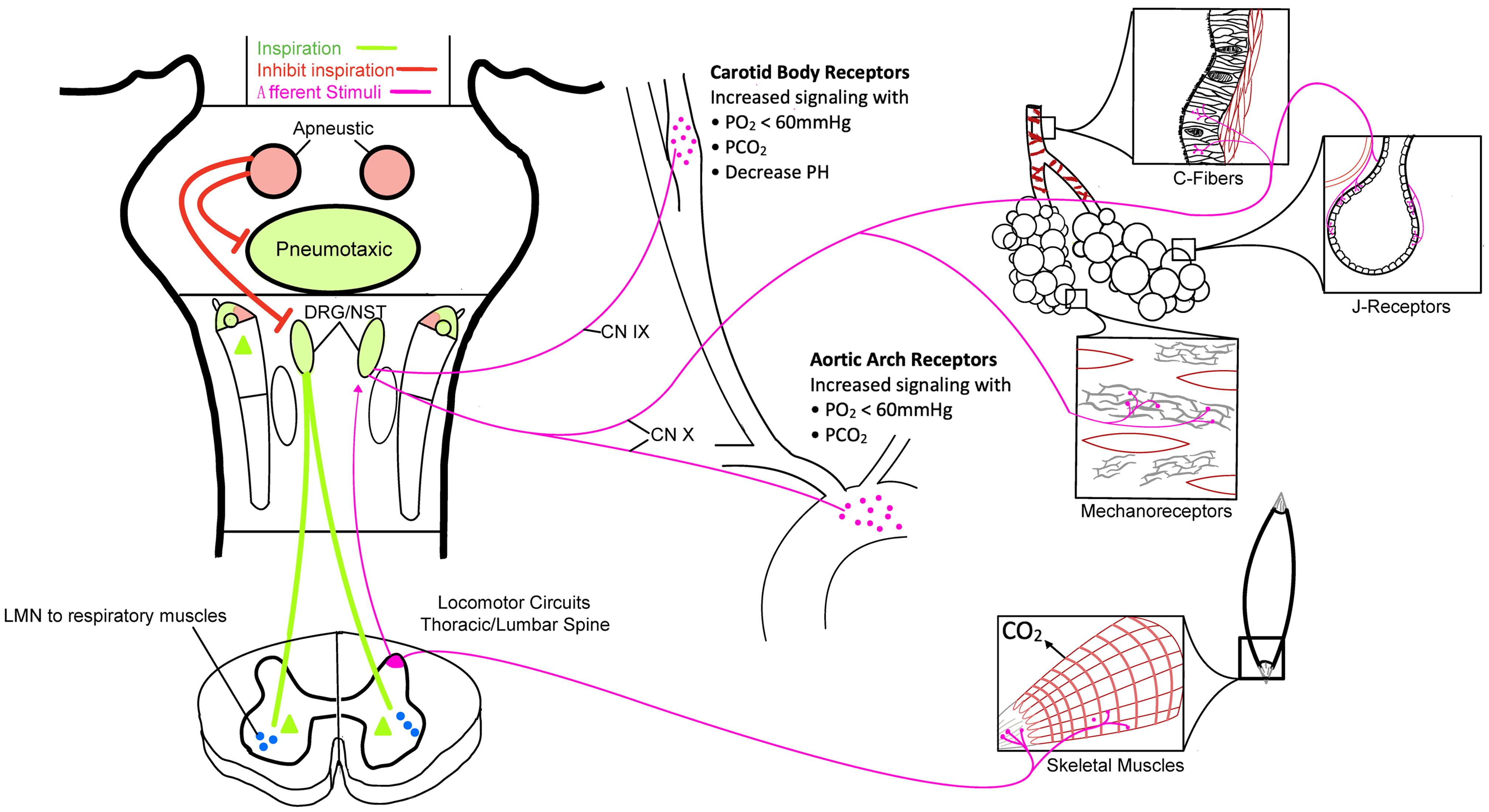 Respiratory Patterns In Neurological Injury Pathophysiology 