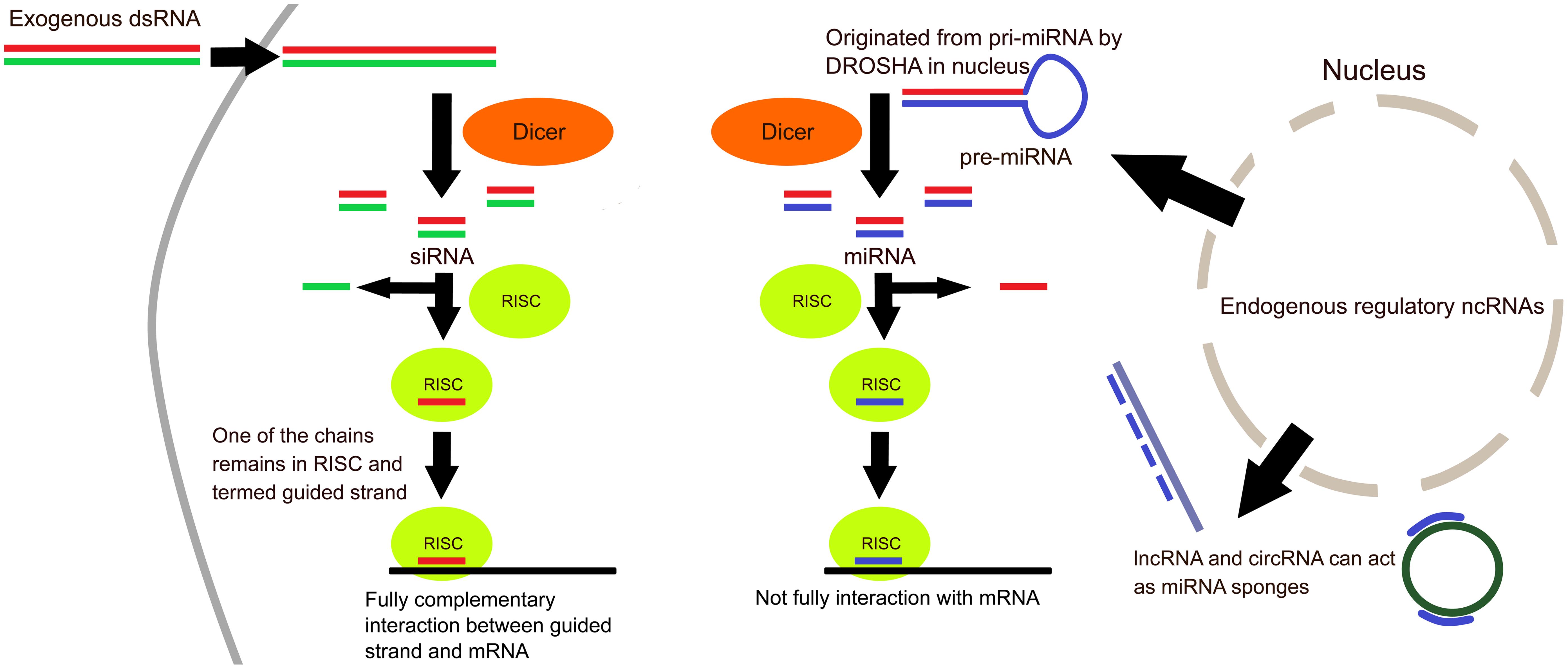 Types of ncRNAs and their places of action.