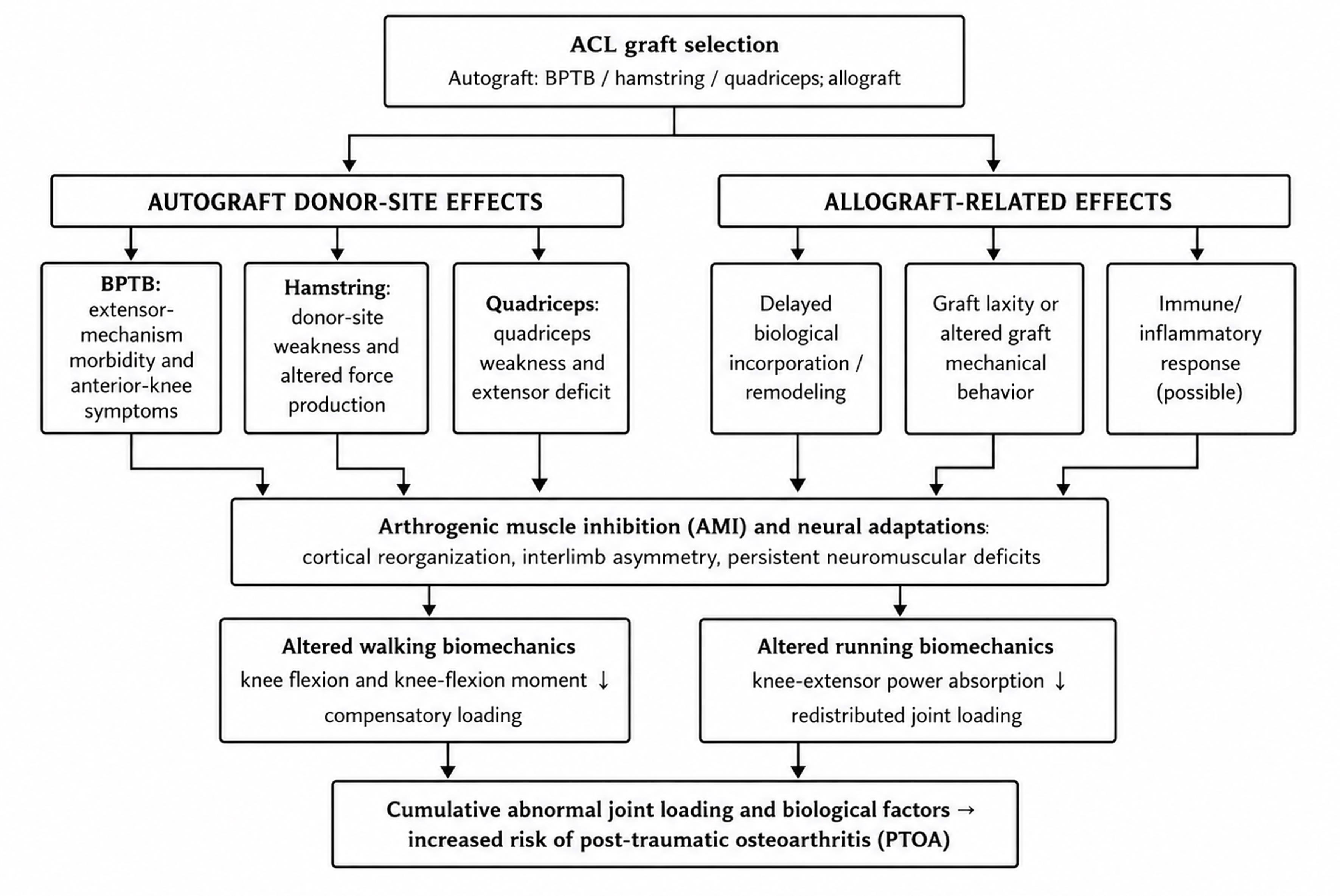 Conceptual, hypothesis-generating schematic of the proposed graft-specific pathway after anterior cruciate ligament reconstruction (ACLR).