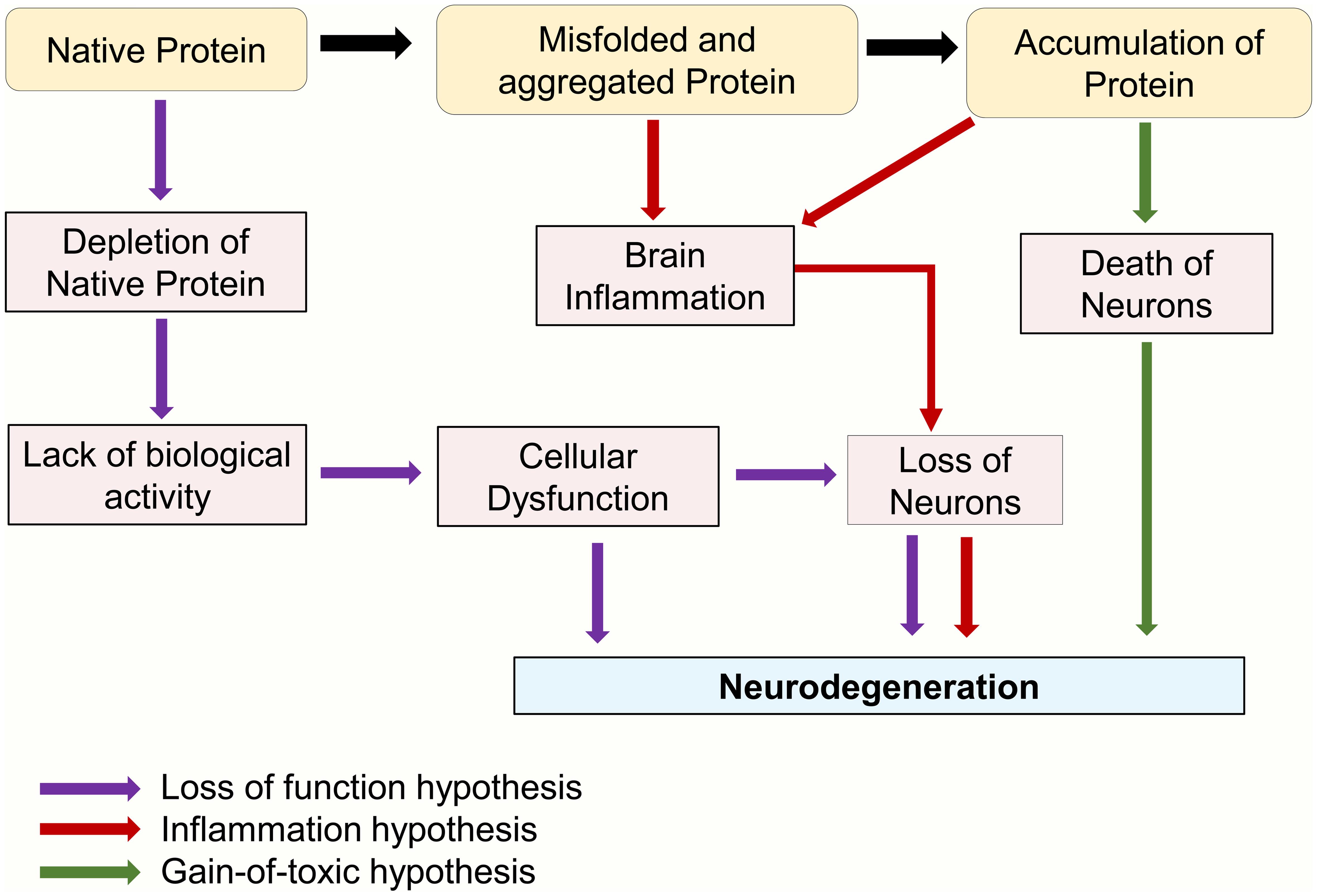 Illustrating models depicting the mechanism of neurodegeneration linked to the misfolding and aggregation of proteins.