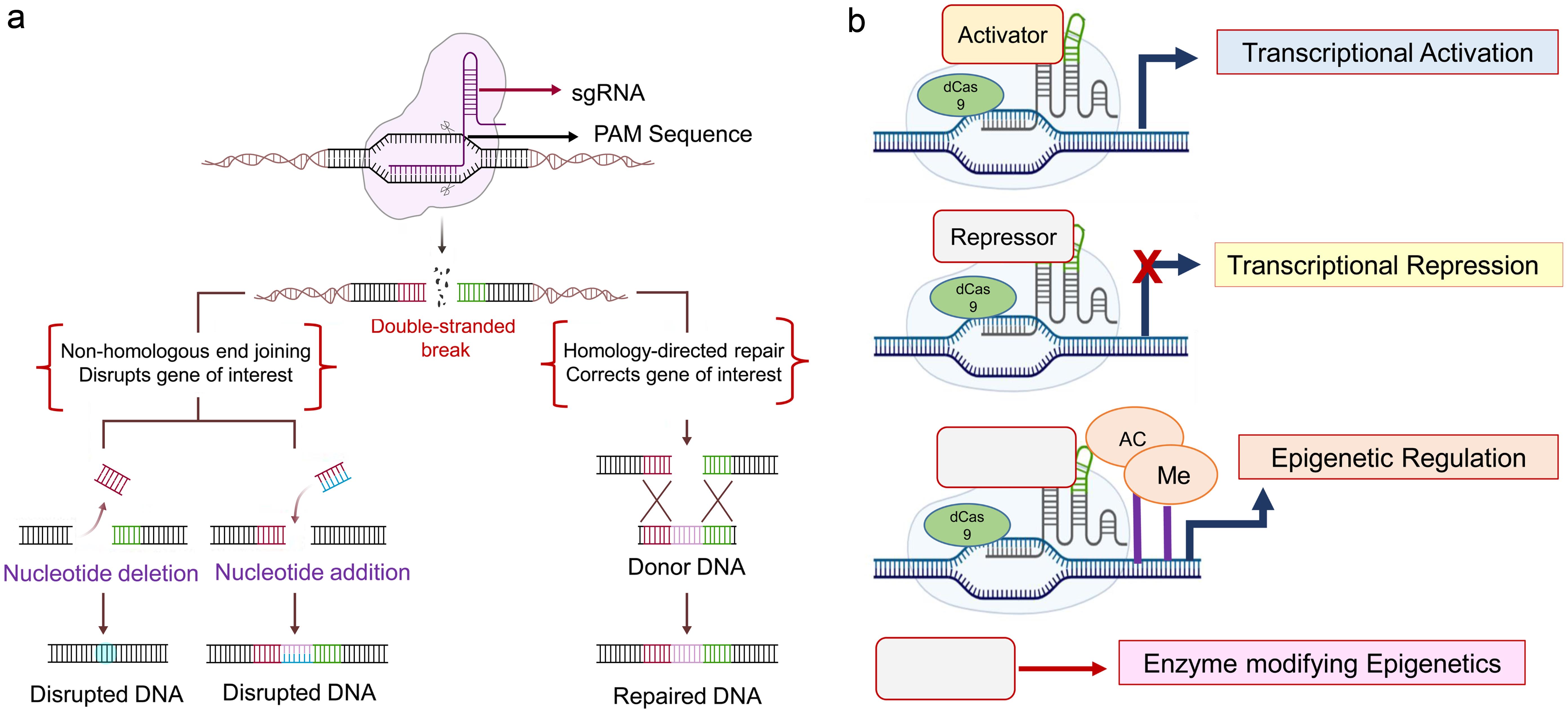 CRISPR/Cas9 mediated gene editing in PD.