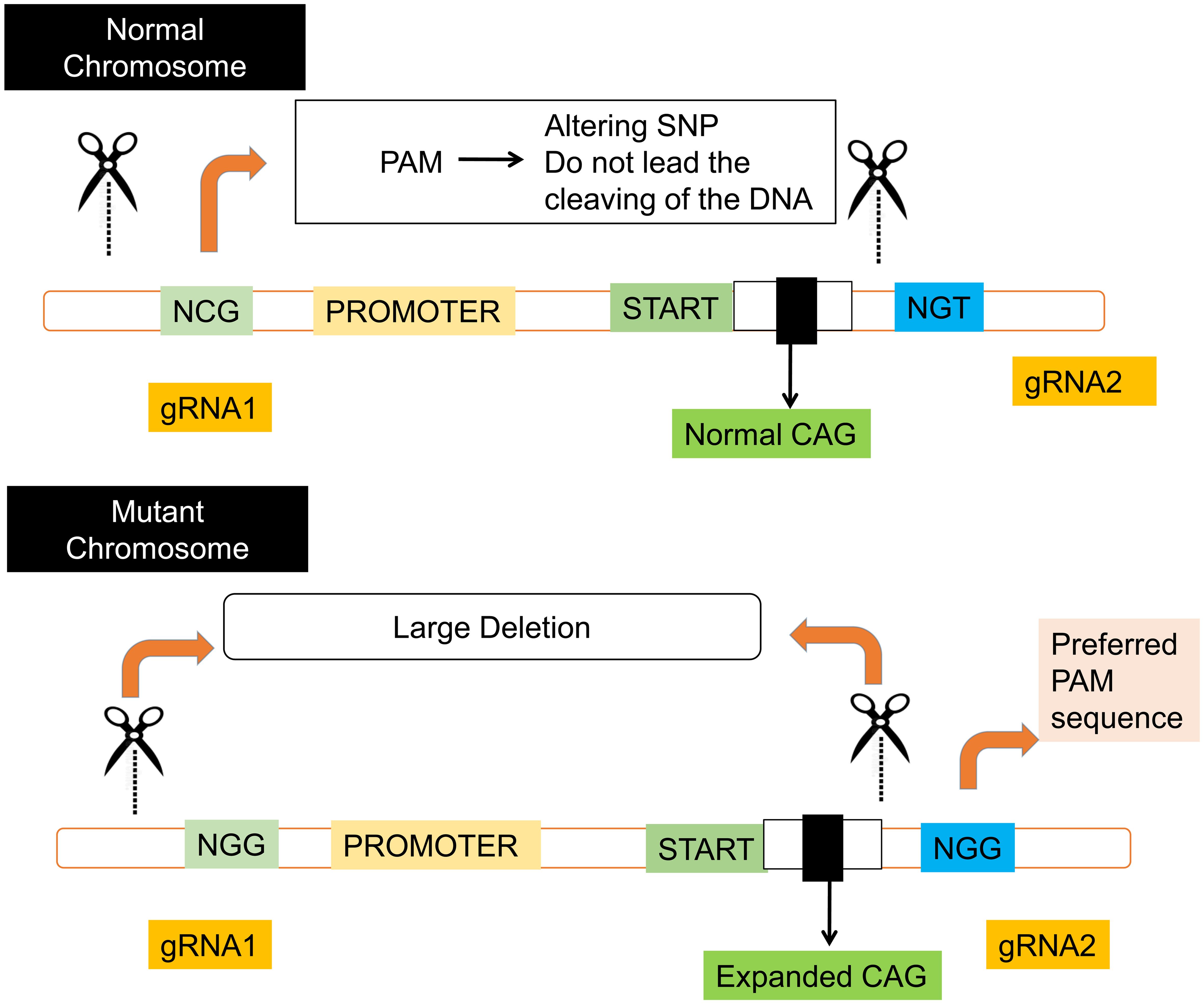 Method of CRISPR/Cas9 mediated gene editing in HD.