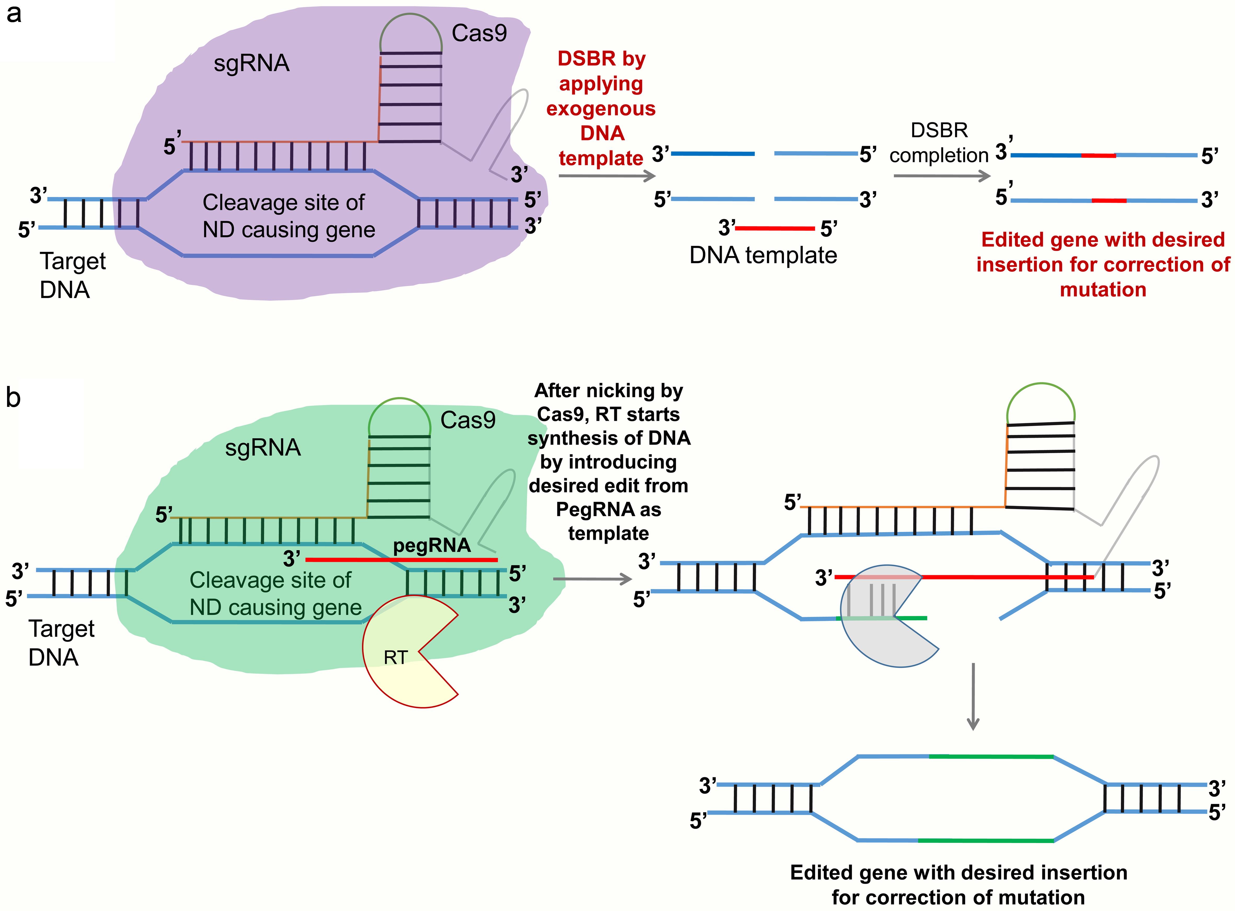 General overview of the advanced CRISPR/Cas9 gene-editing tools.