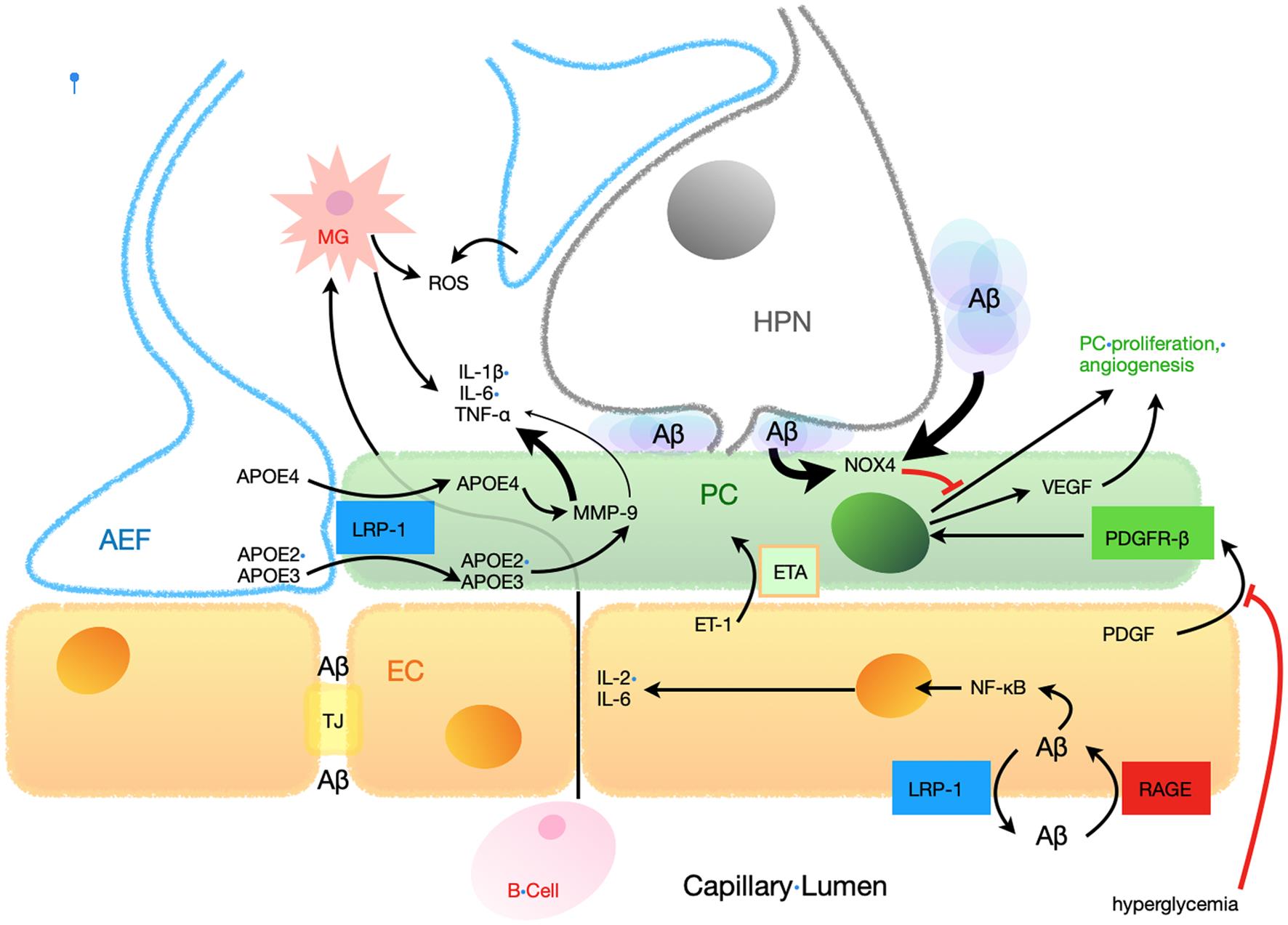Idealized longitudinal cross section of the neurovascular unit summarizing molecular mechanisms of pericyte regulation and their relationships with AD pathophysiology.