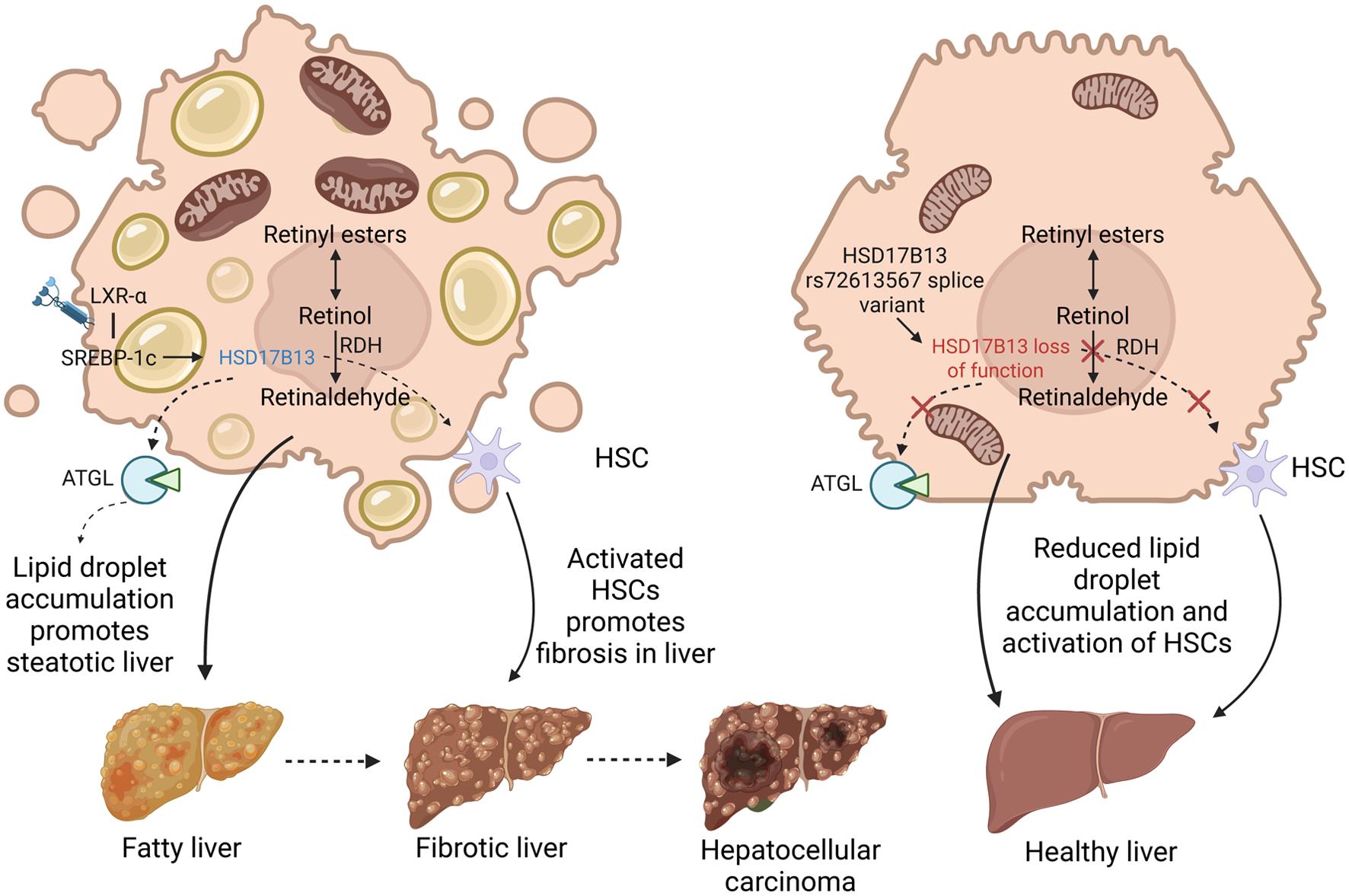 The overexpression of <italic>HSD17B13</italic> leads to increased lipid droplet accumulation in the liver by enhancing the activities of ATGL and RDH.