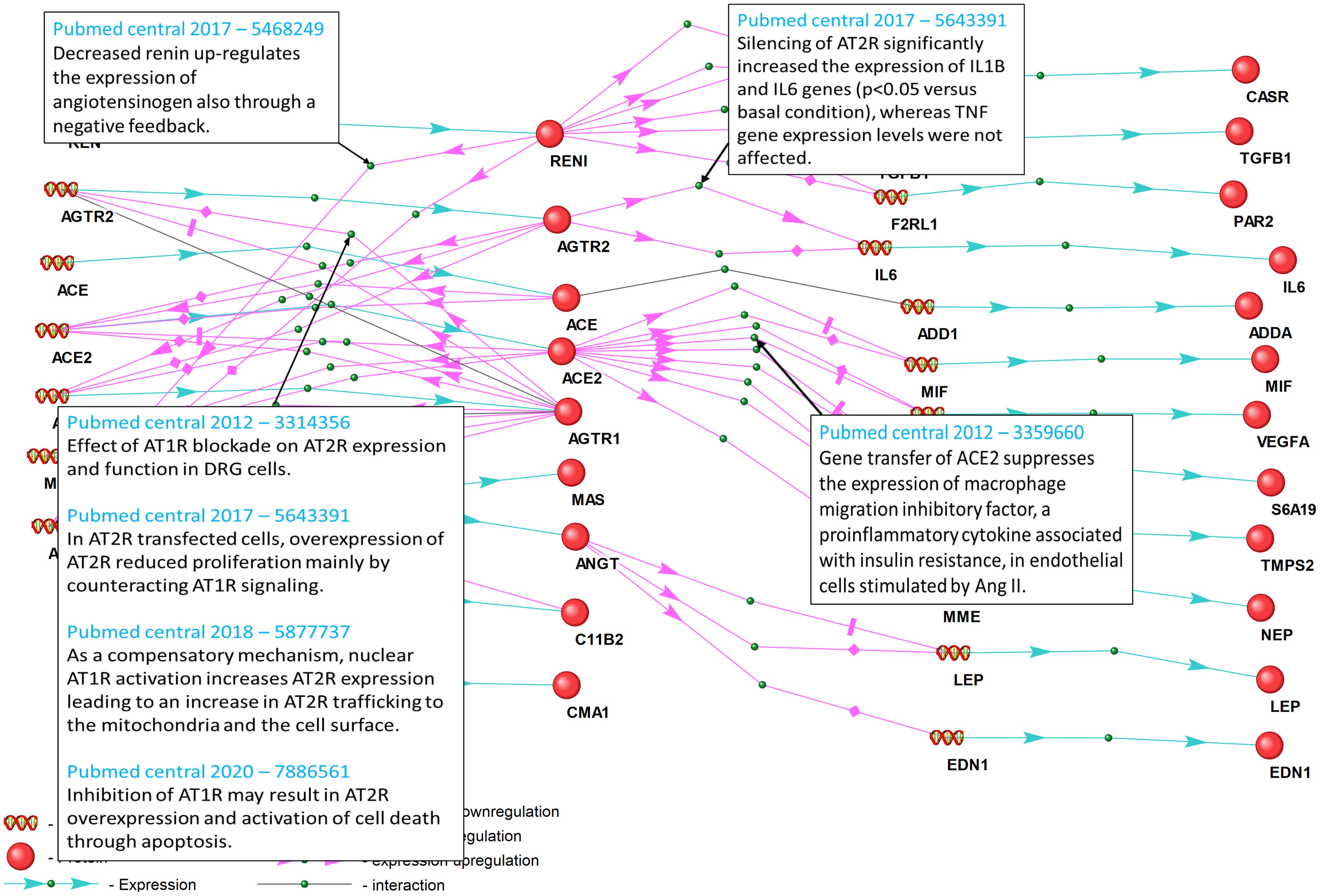 Gene regulatory network of interaction by the type of expression regulation between the nine core genes of the RAAS and their proteins.