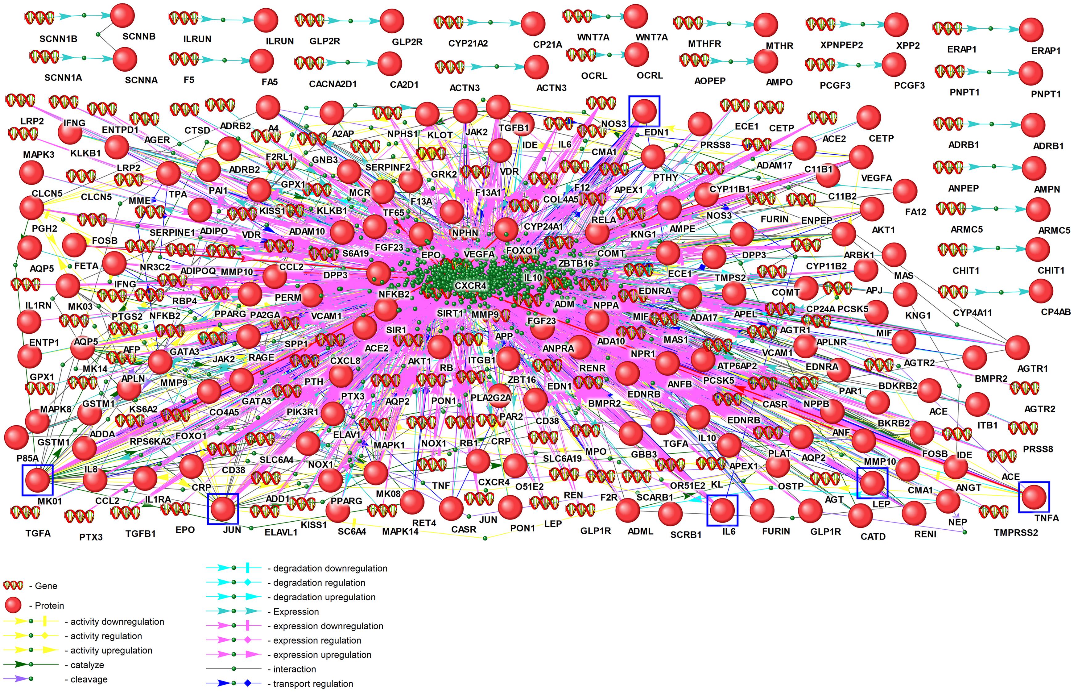 Associative network of genes (145) of the RAAS, supplemented with interactions between network components (1,457), down- and upregulation of activity, and the regulation of degradation, catalysis, decay, and transport.