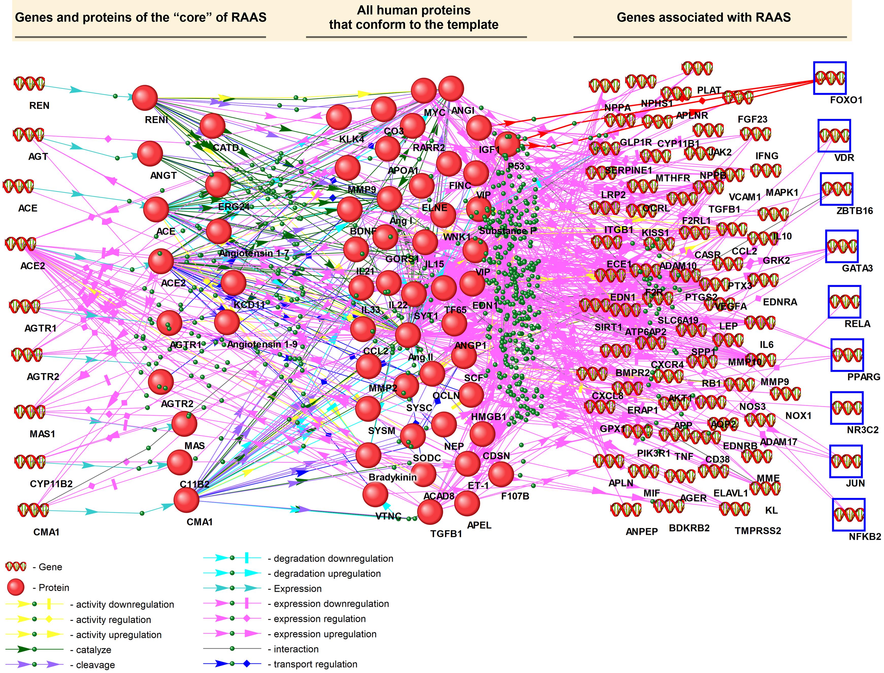 Gene regulatory network of intermediaries between the core RAAS genes and other RAAS-associated genes.