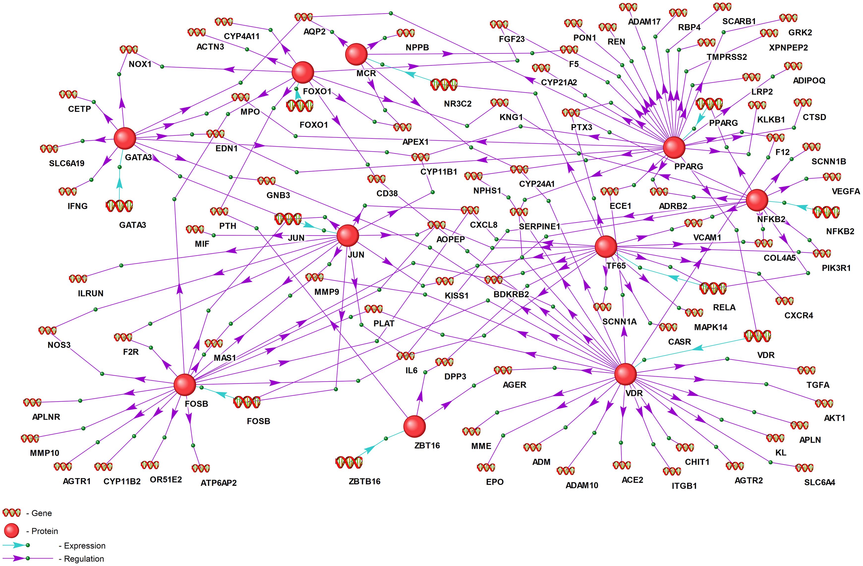 Gene regulatory network of intermediaries between the transcription factor genes based on predictions of potential TFBSs in proximal promoters of RAAS-associated genes.