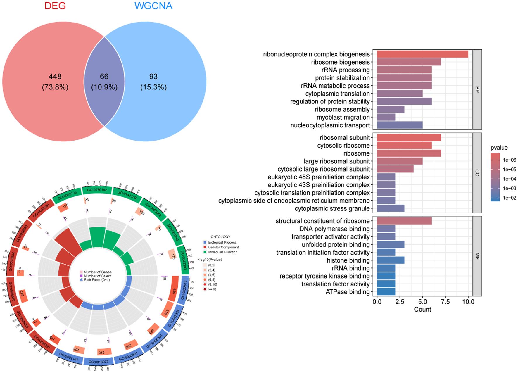 Functional enrichment analysis of MEblack module candidate genes.