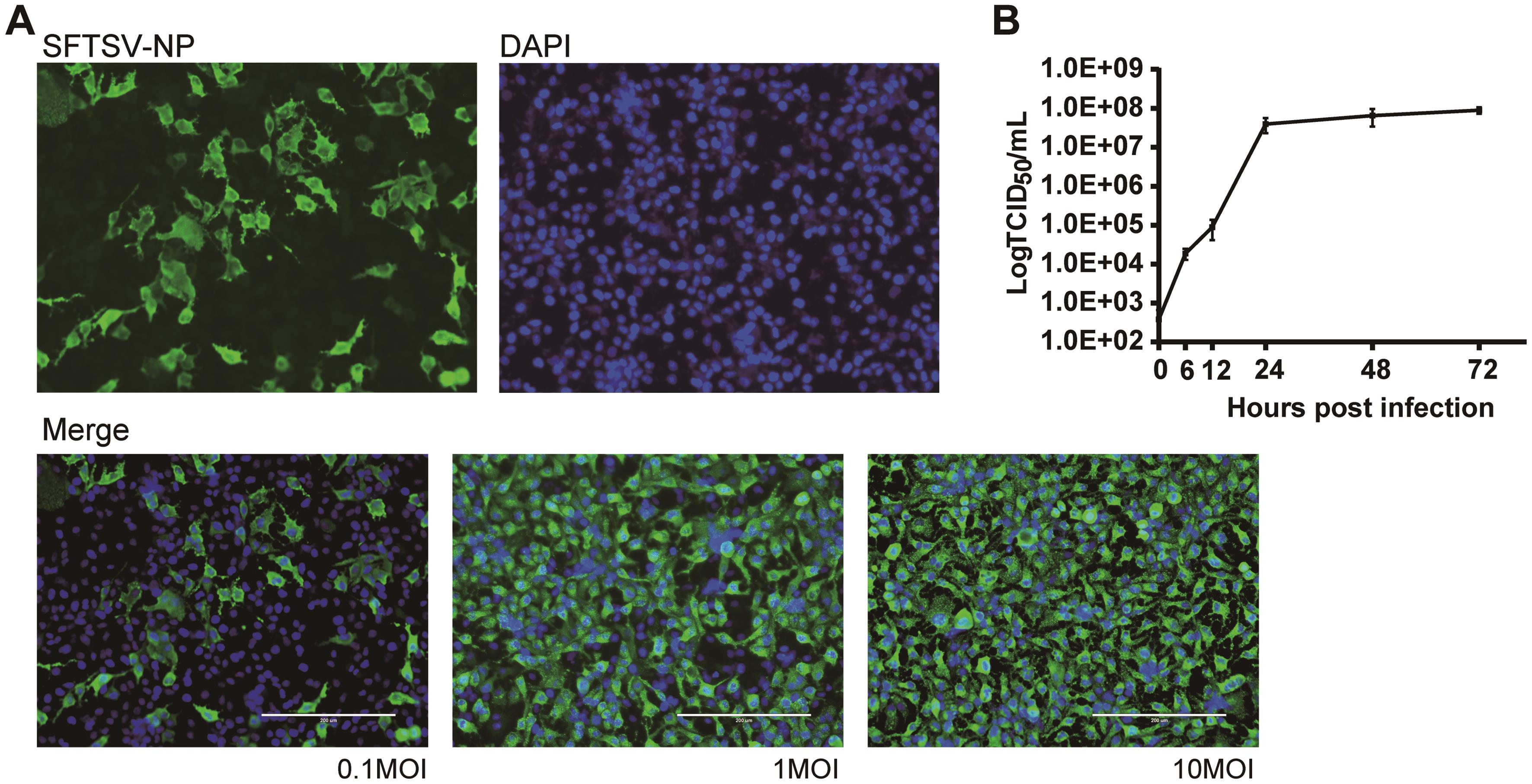 SFTSV infection and replication in human hepatocellular carcinoma cell line-Huh7 cells.