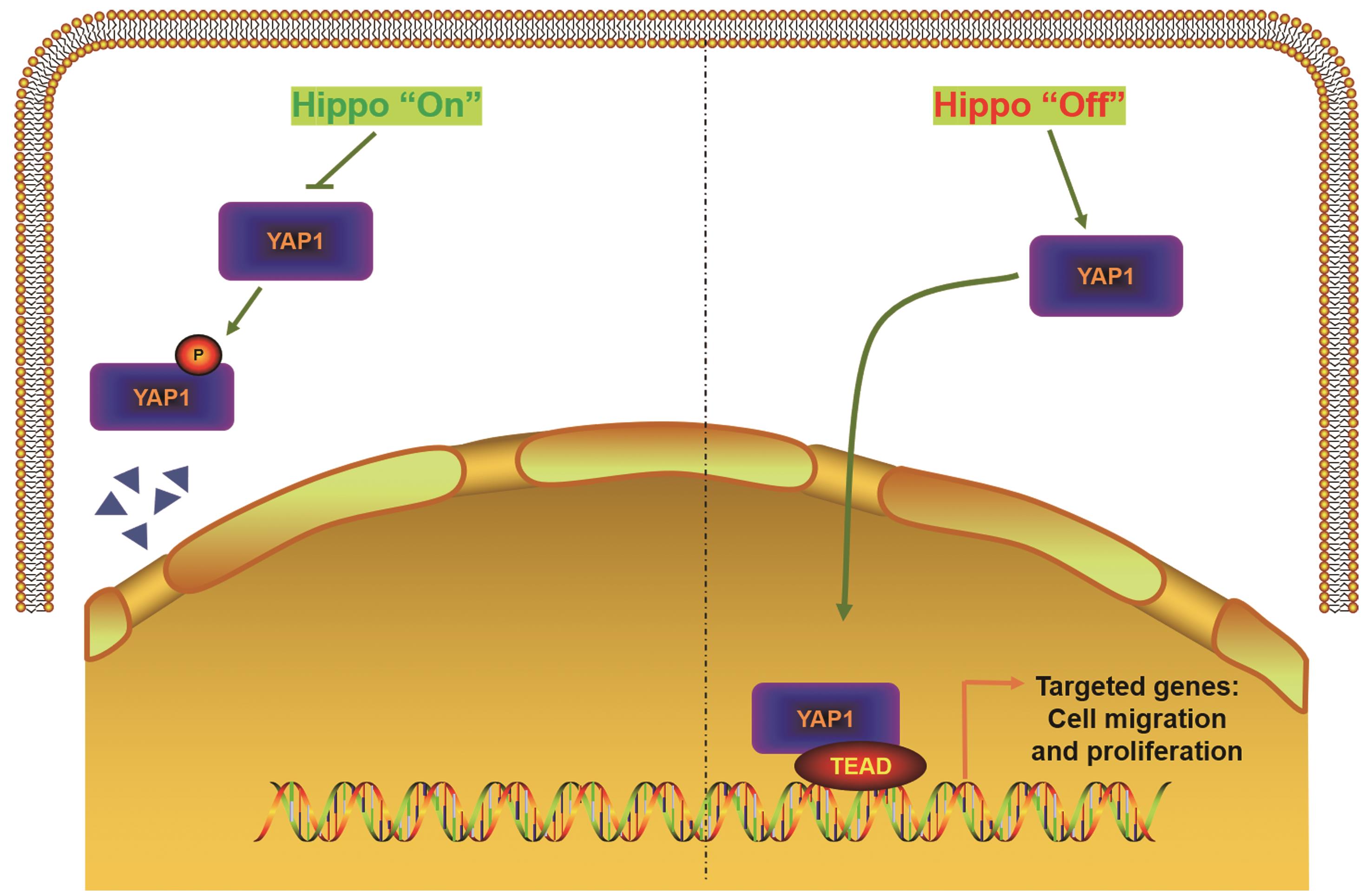 The Hippo-Yes-Associated Protein-1 (YAP1) pathway.