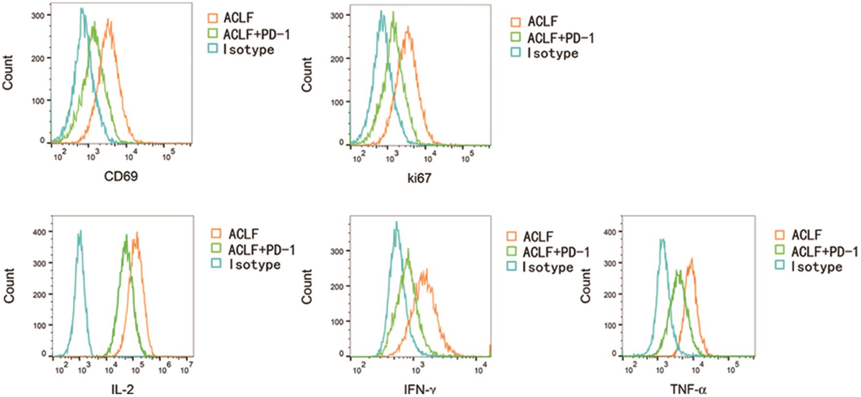 When PD-1/PD-L1 was activated, the cell viability (CD69) (MFI: 917±43 vs. 1,723±143, <italic>p</italic><0.001] and proliferative ability (Ki67) (MFI: 940±71 vs. 1,737±139, <italic>p</italic><0.001) of CD8+ T lymphocytes in patients in the ACLF+PD-1 group were lower than those in the ACLF group.