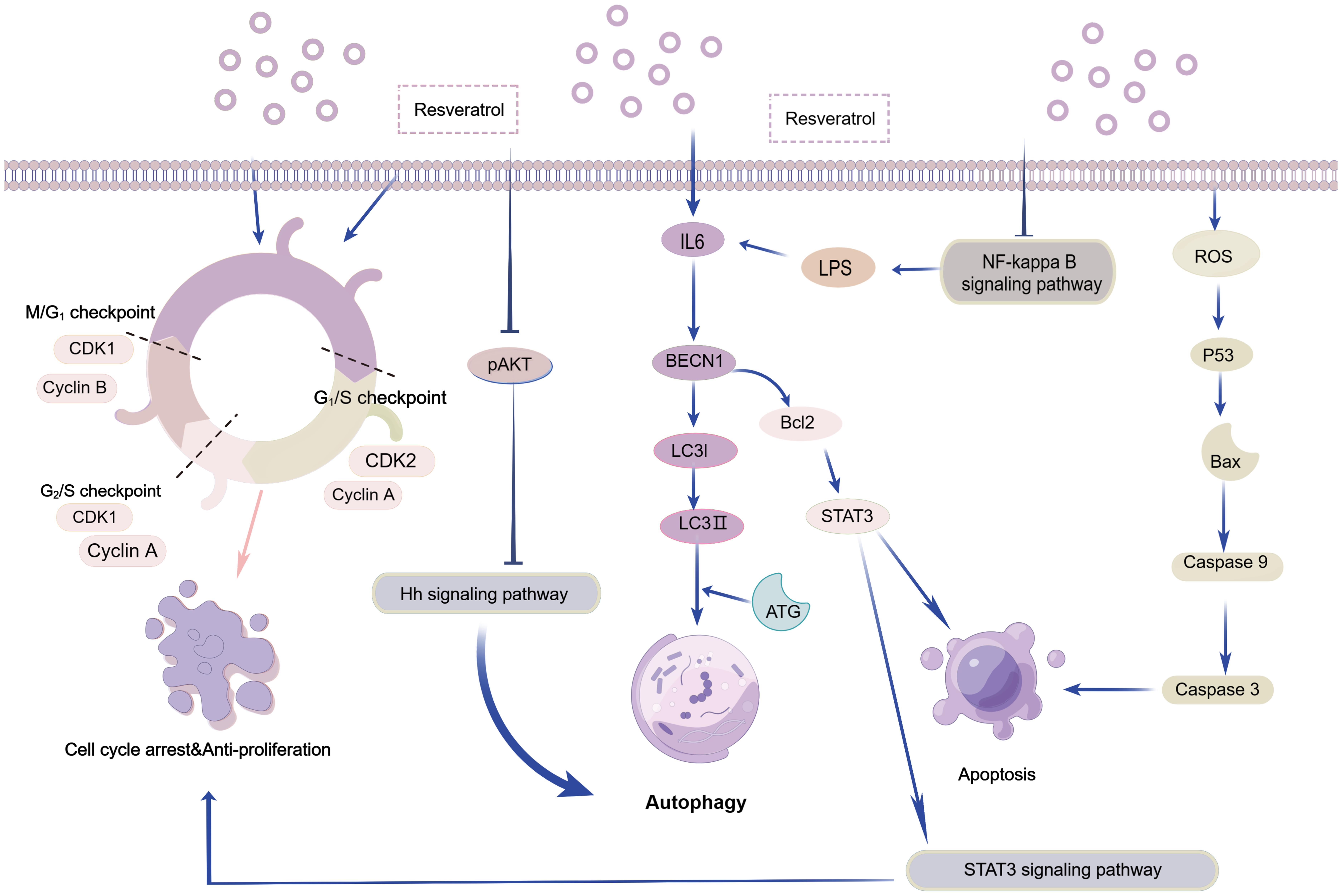 Mechanisms of RVT in the treatment of OC, by Figdraw.