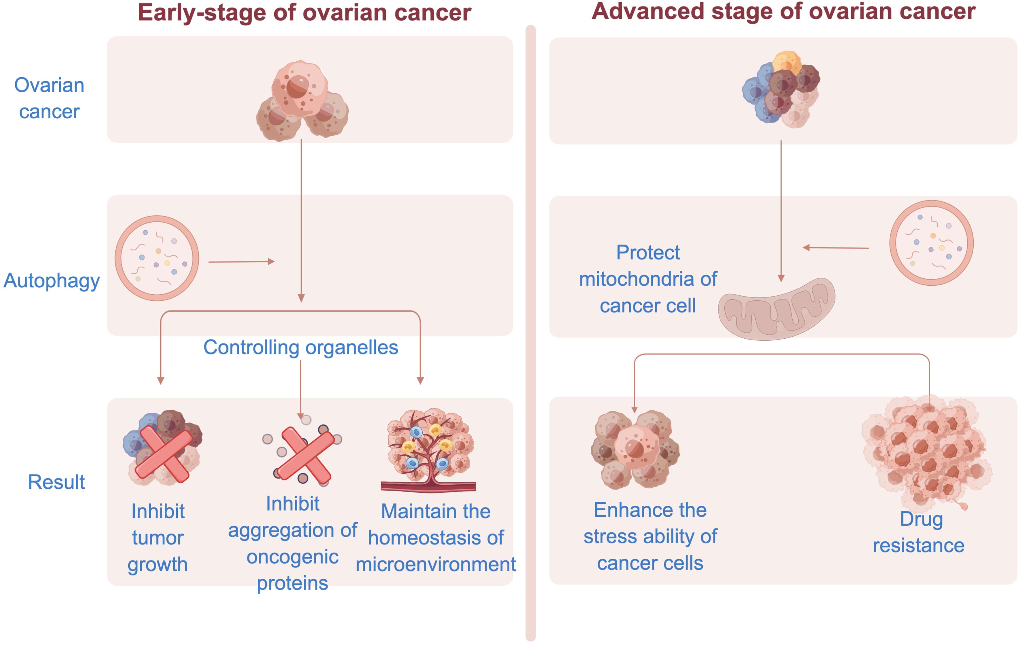 Role of autophagy in tumors, by Figdraw.